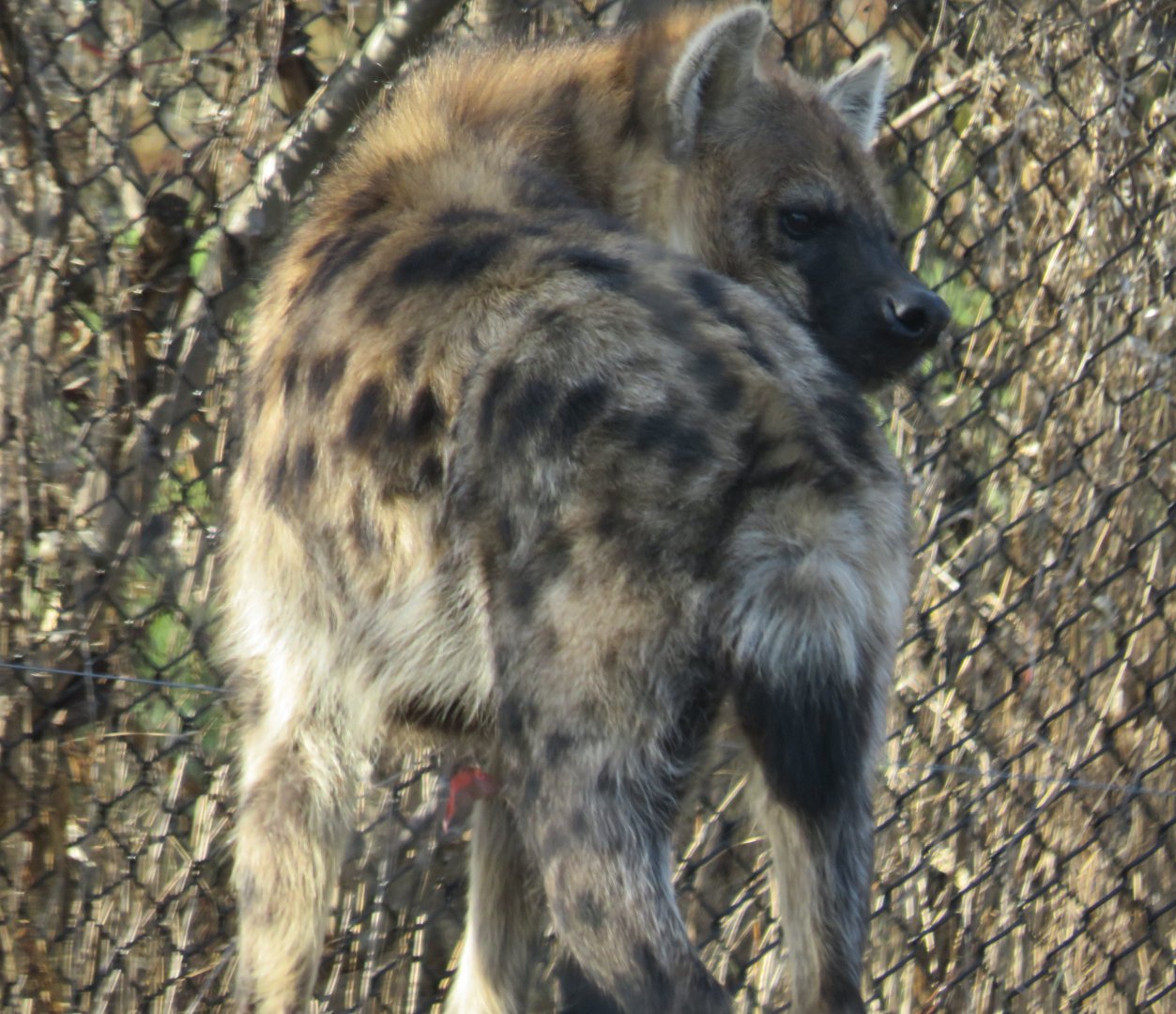 Spotted hyena