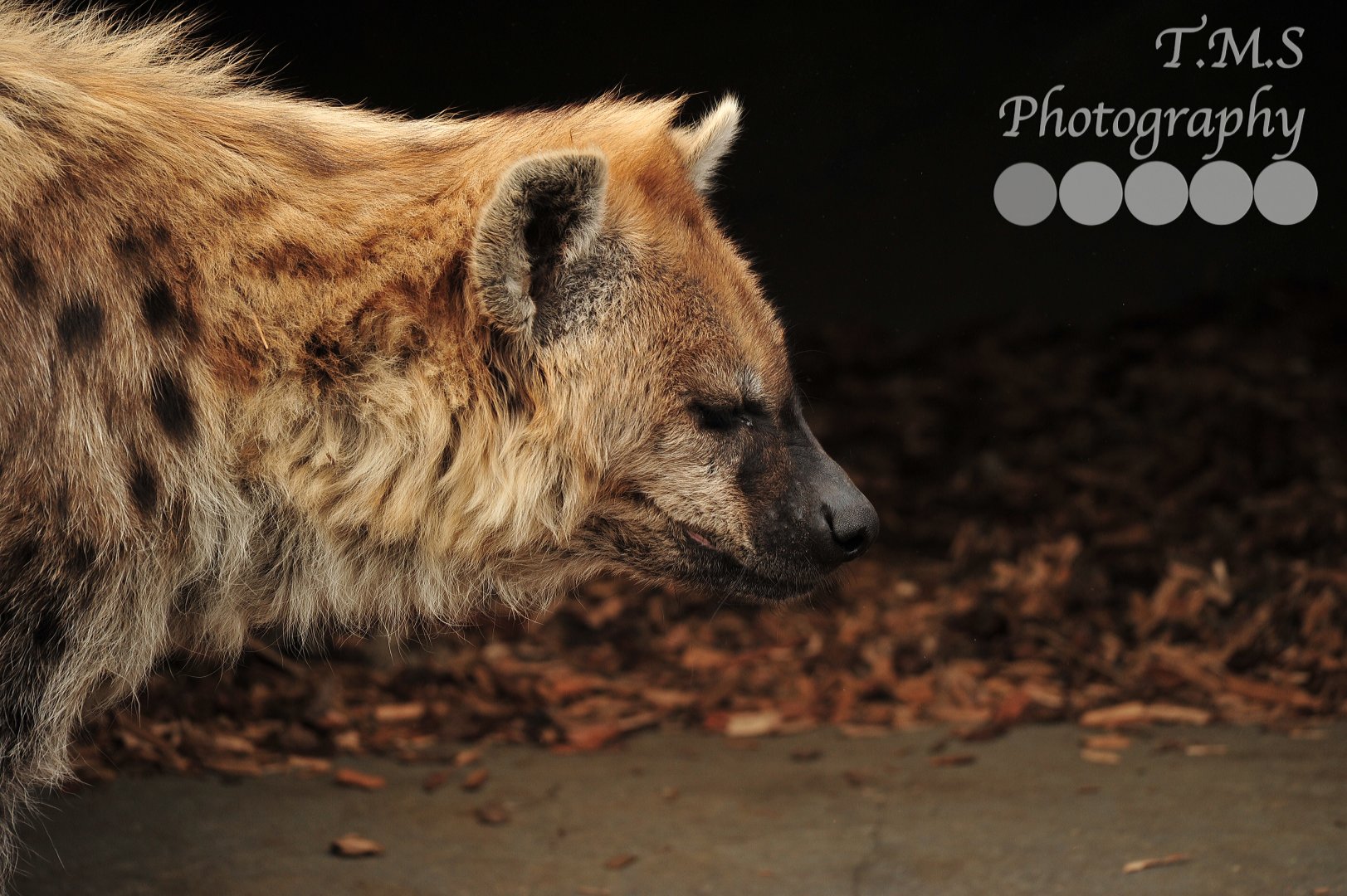 Spotted Hyena