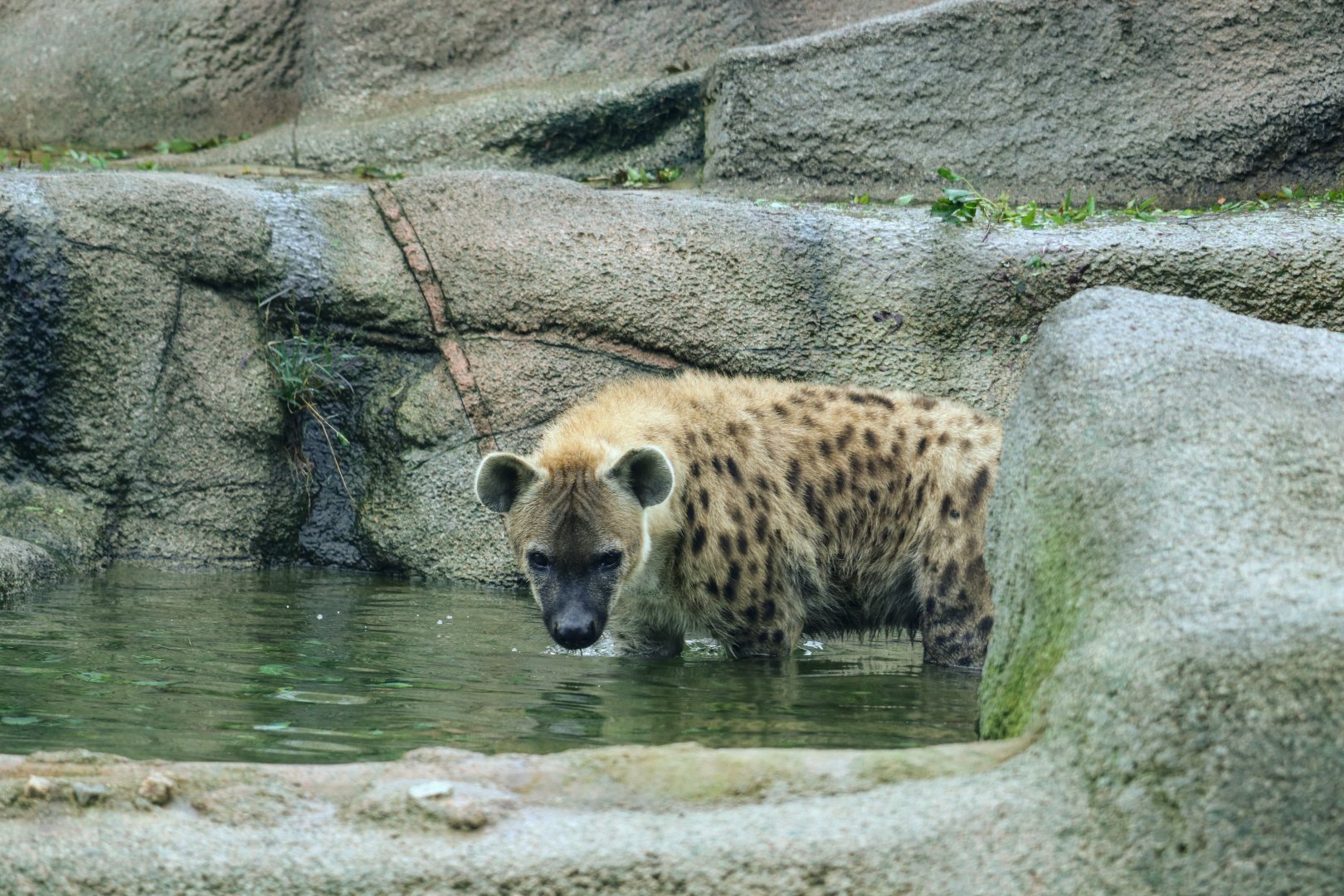 Spotted Hyena