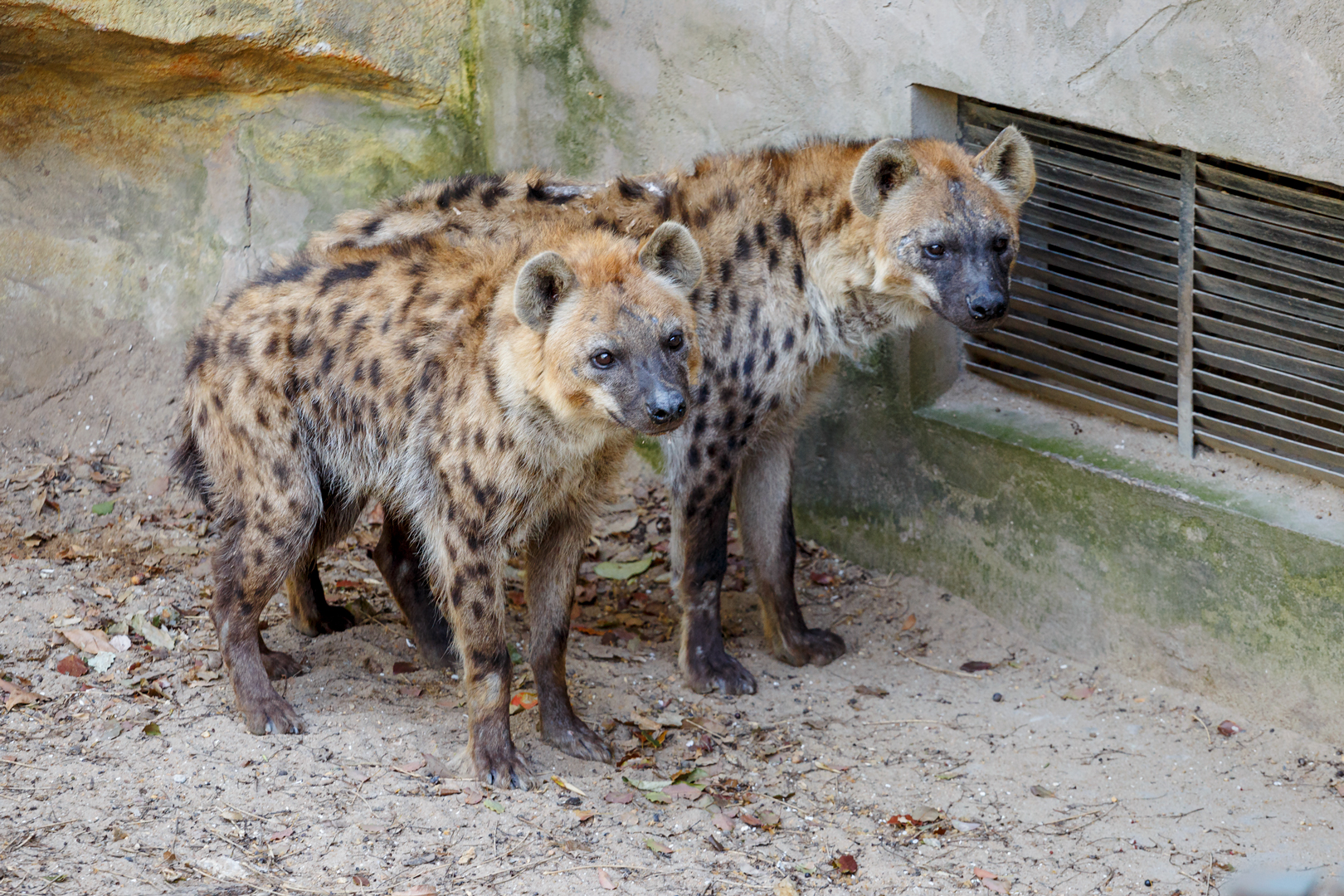 Spotted hyena