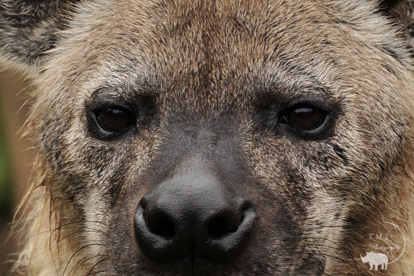 Spotted Hyena