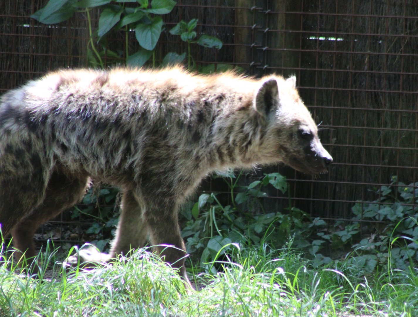 Spotted hyena
