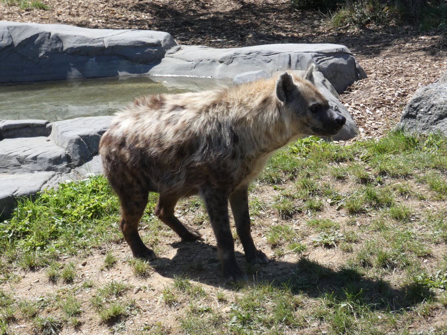 Spotted Hyena
