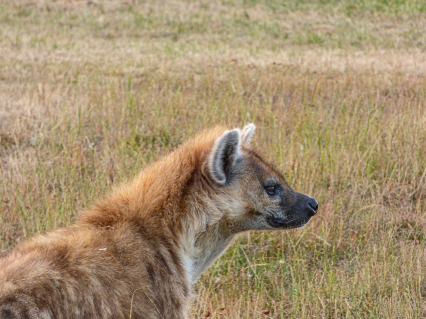 Spotted Hyena
