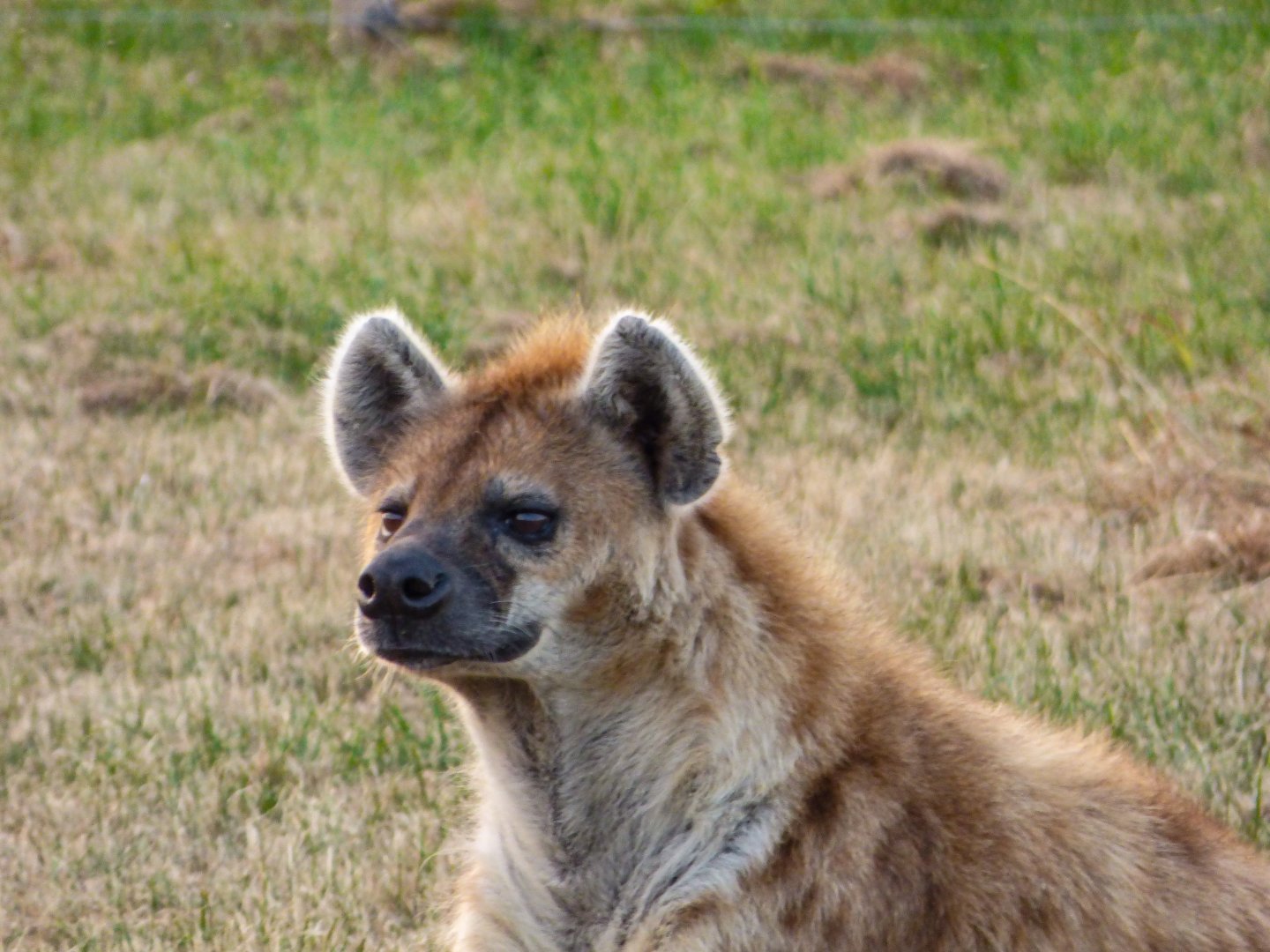 Spotted Hyena