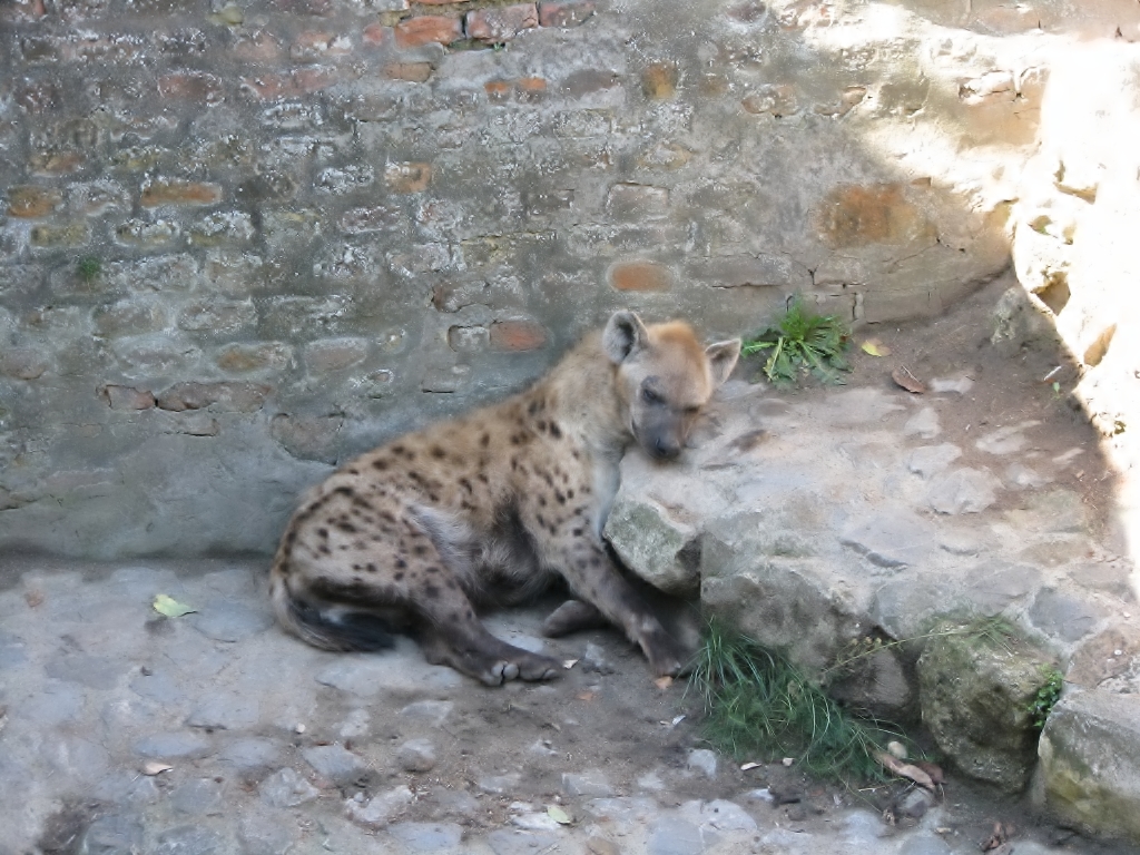 Spotted hyena
