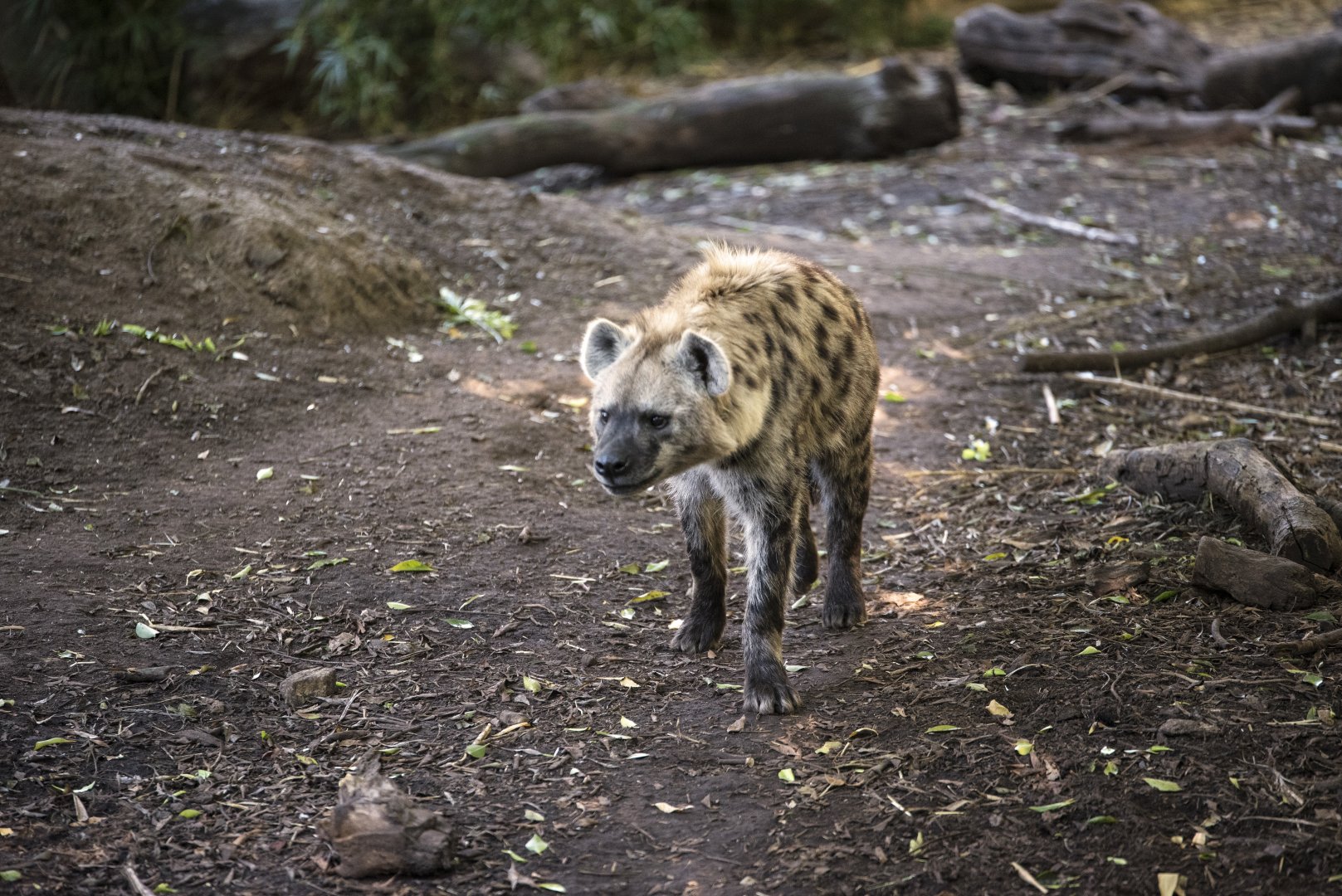Spotted Hyena