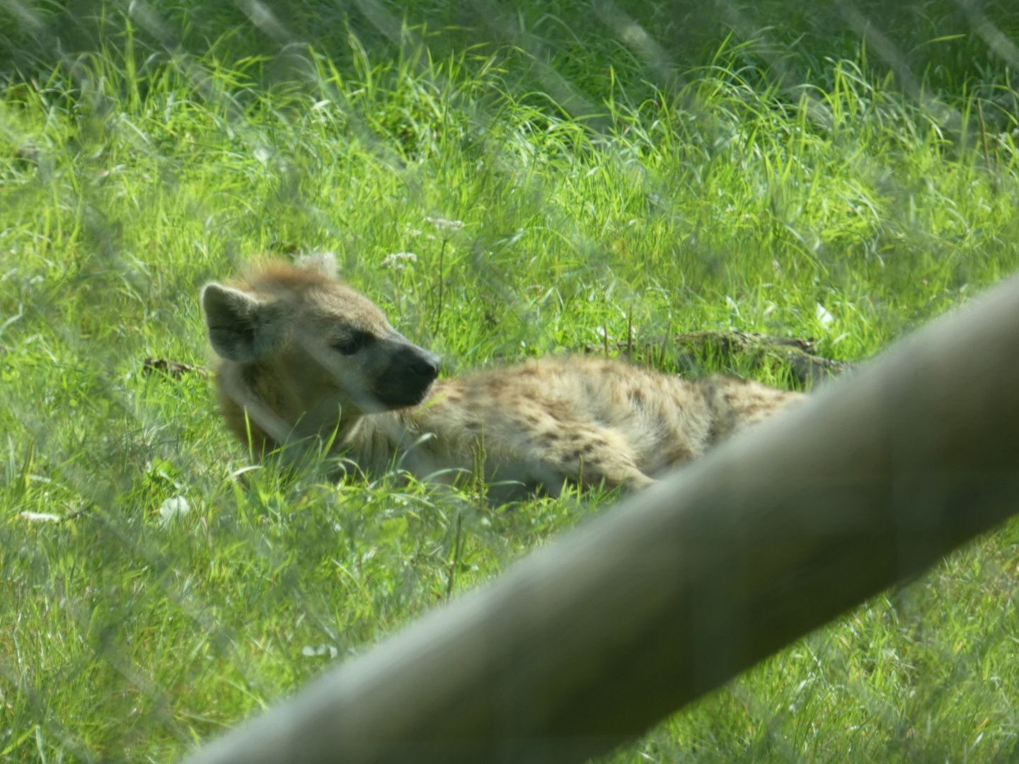 Spotted Hyena