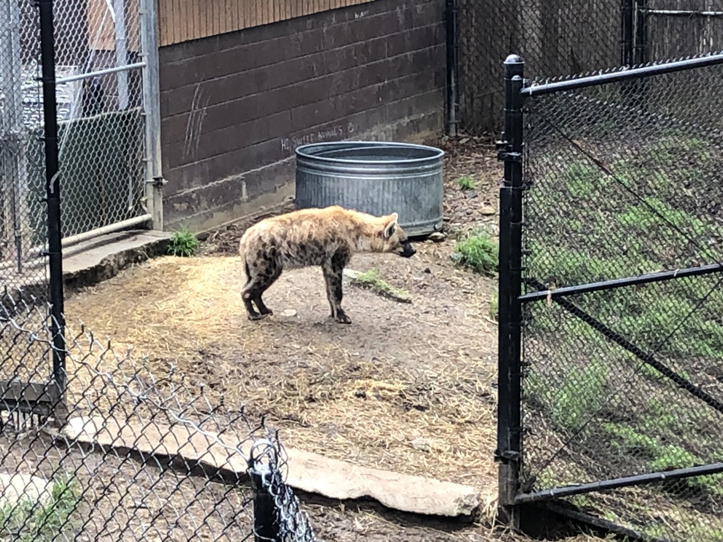 Spotted hyena