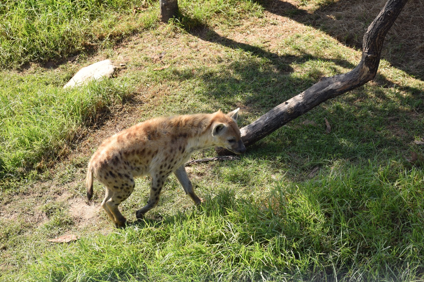 Spotted Hyena