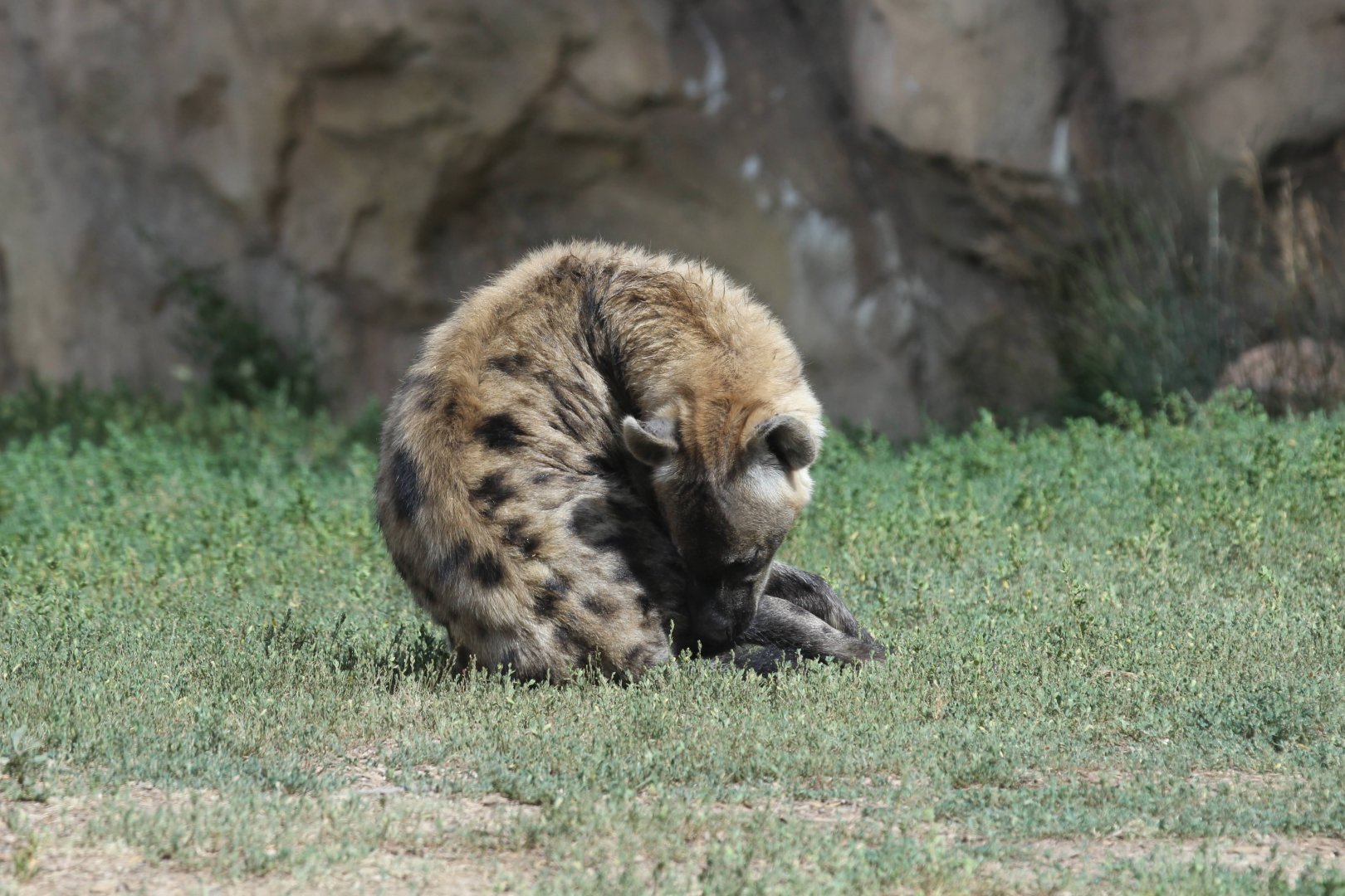 Spotted Hyena