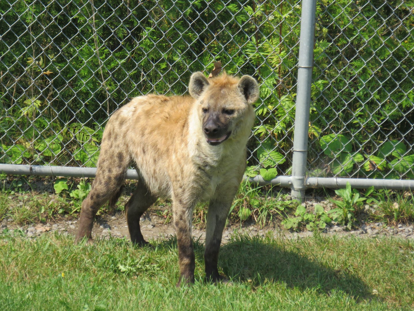 Spotted hyena