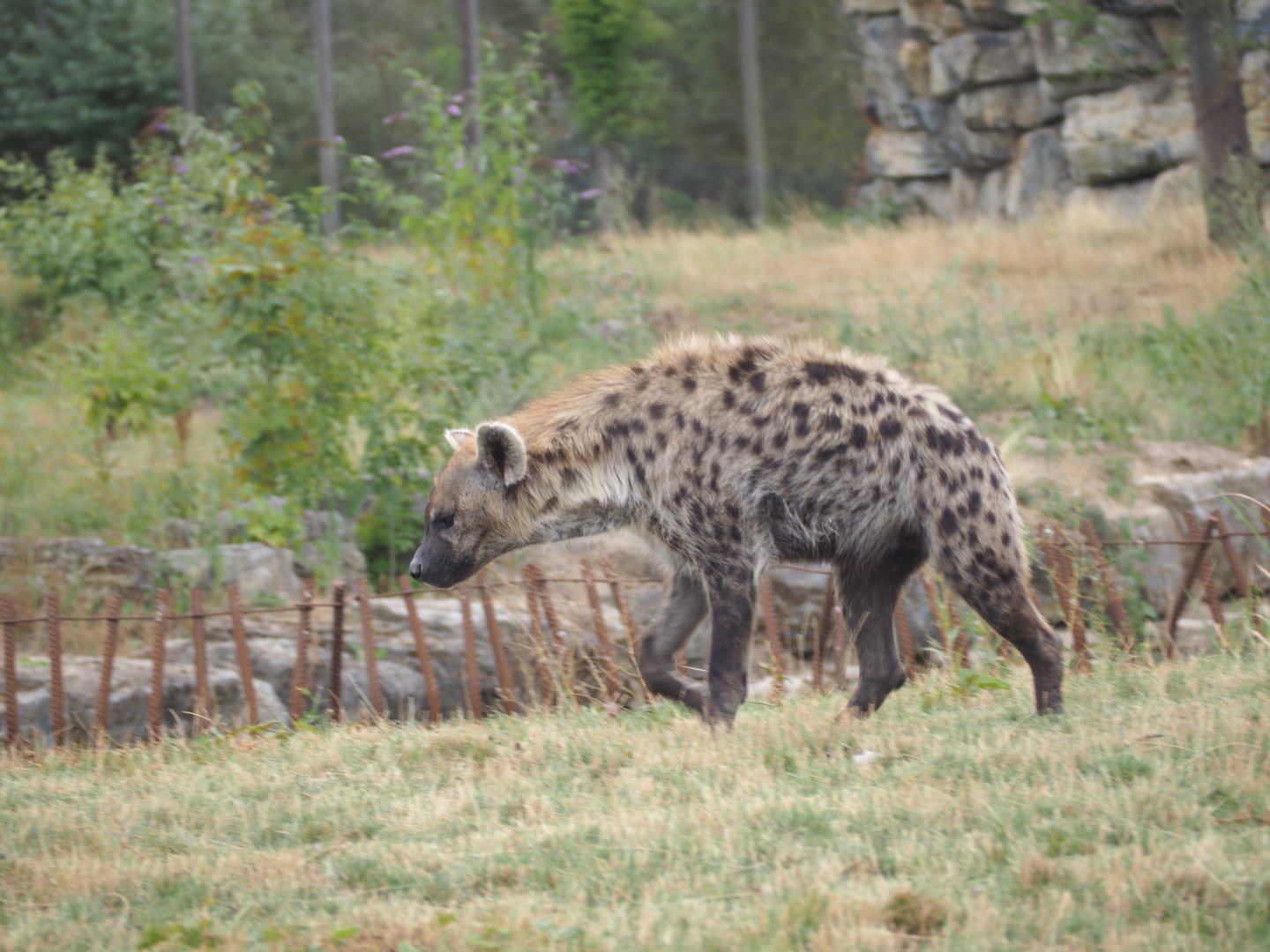 Spotted Hyena