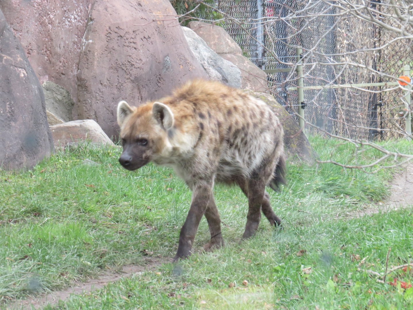 Spotted hyena
