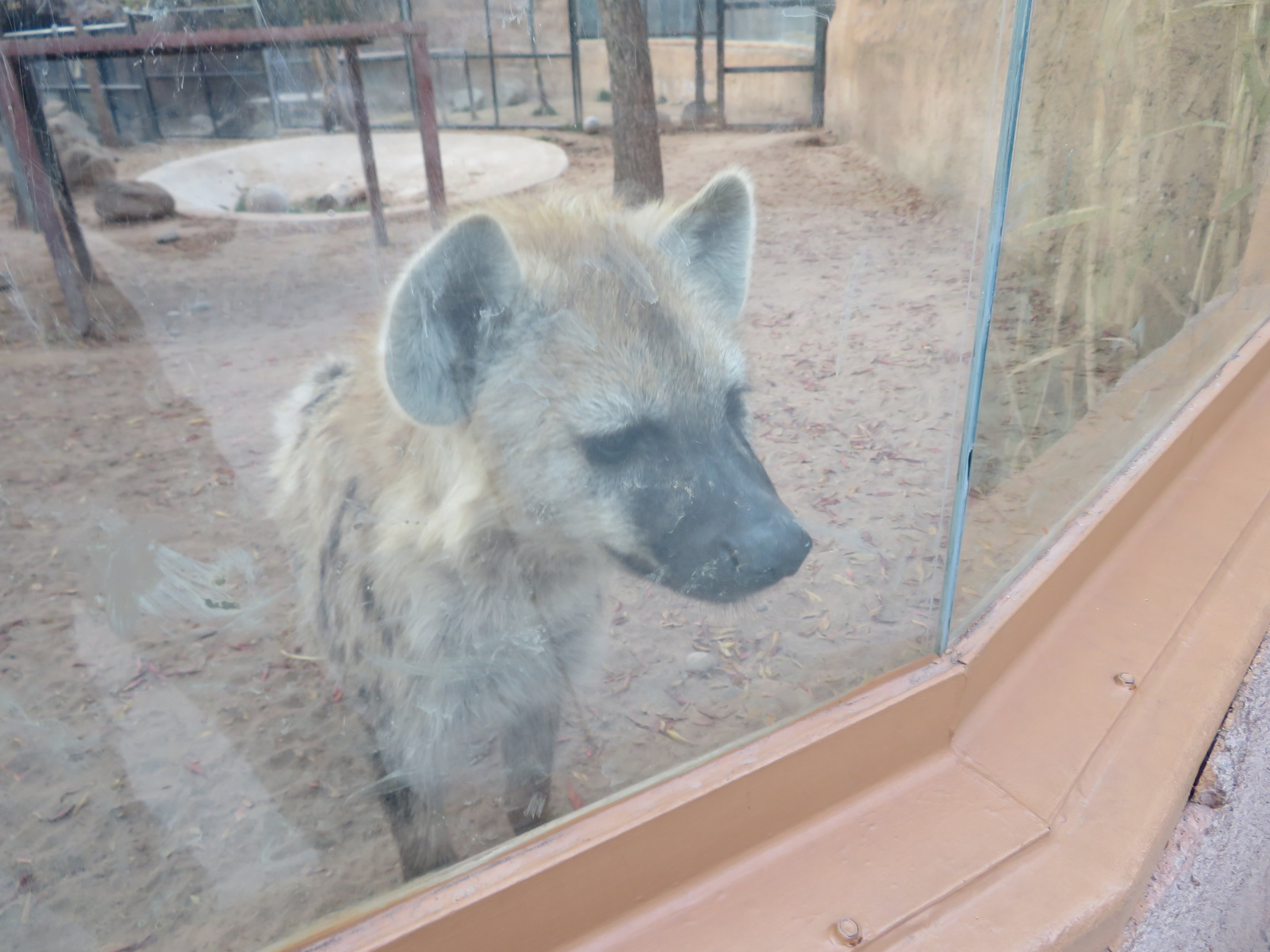Spotted Hyena
