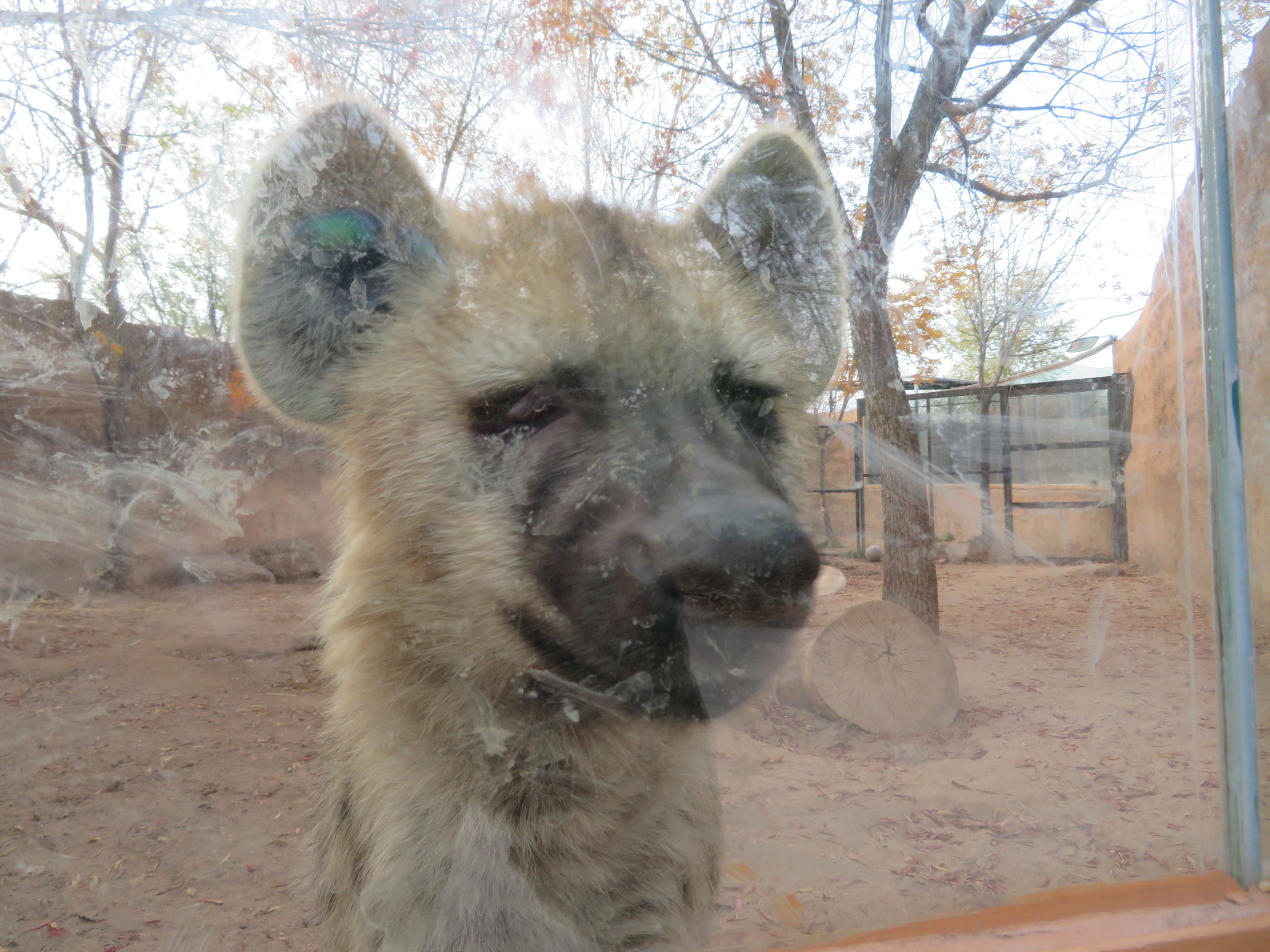 Spotted Hyena