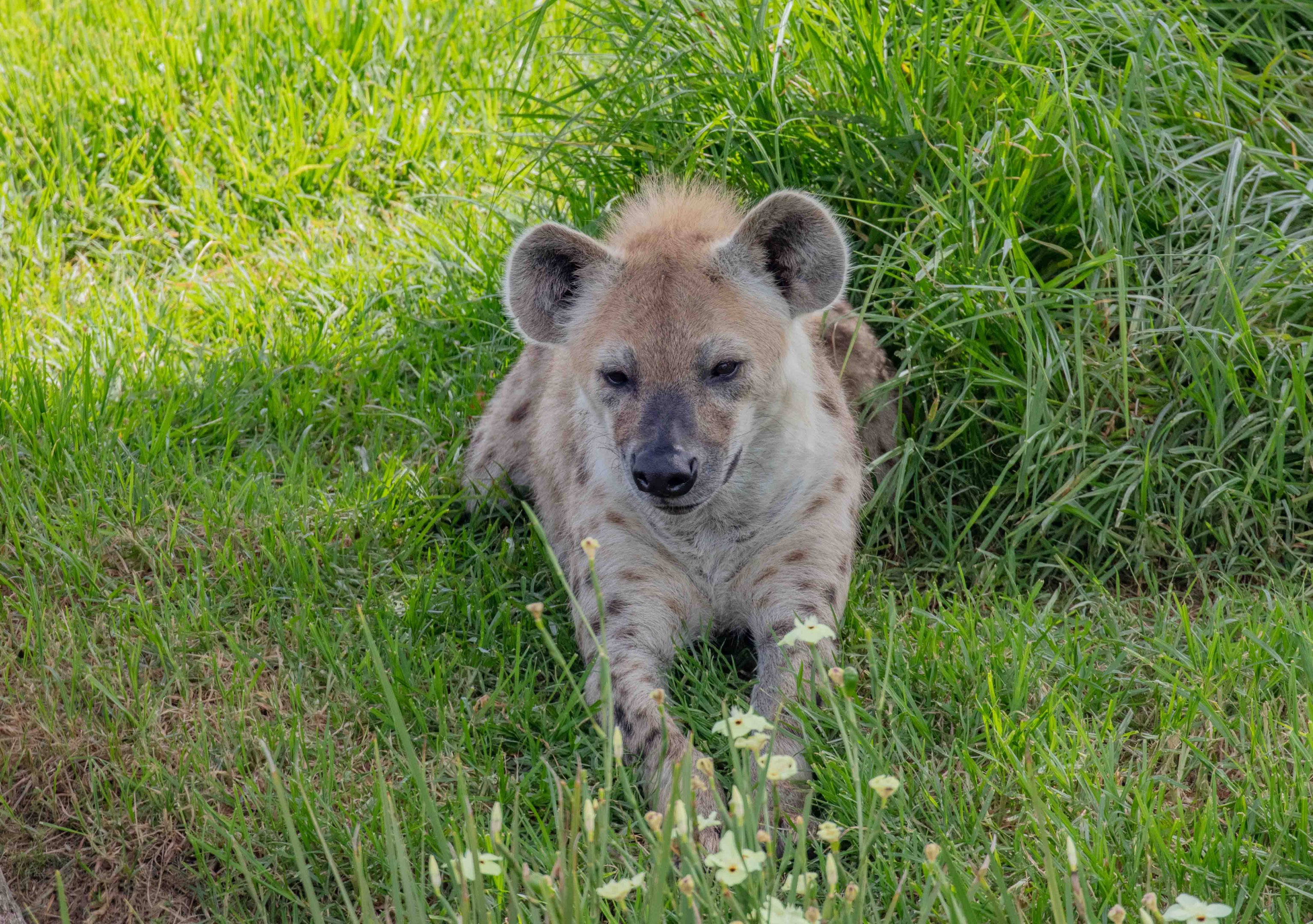 Spotted Hyena