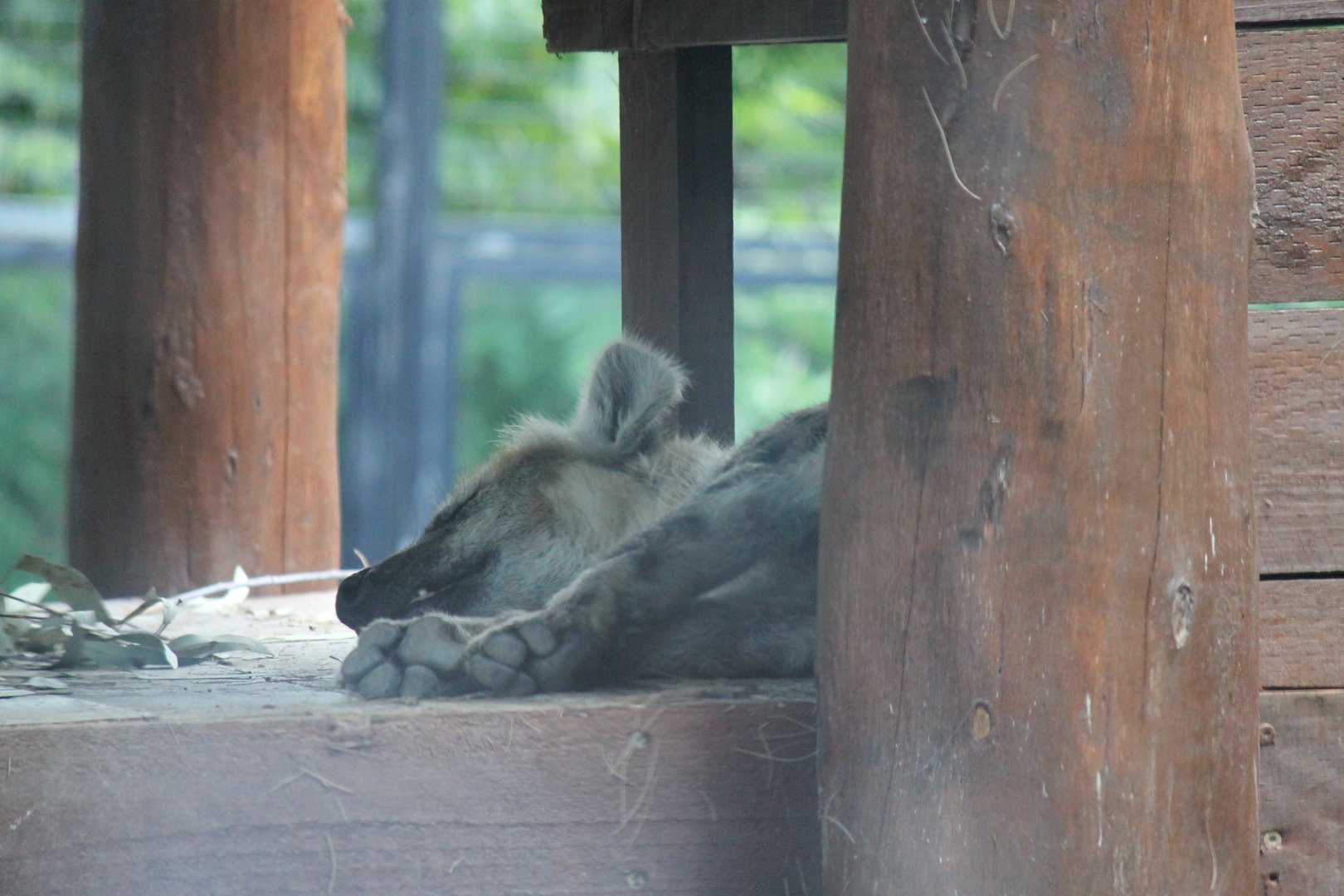 Spotted Hyena