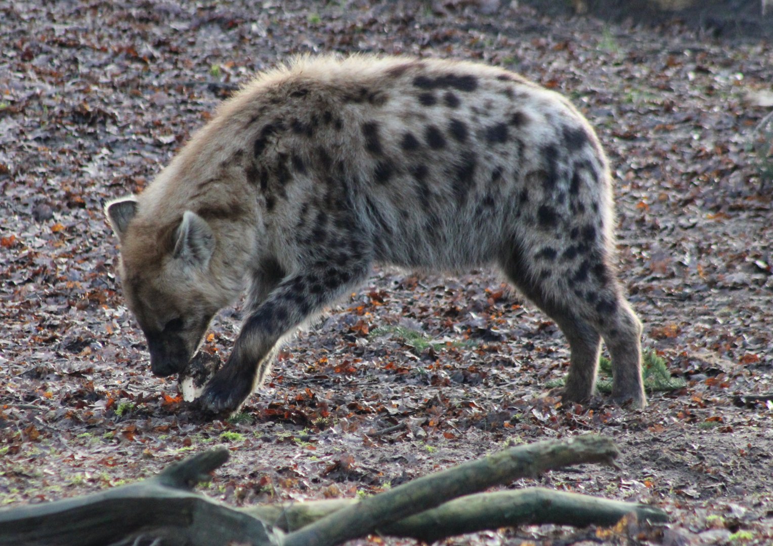 Spotted hyena