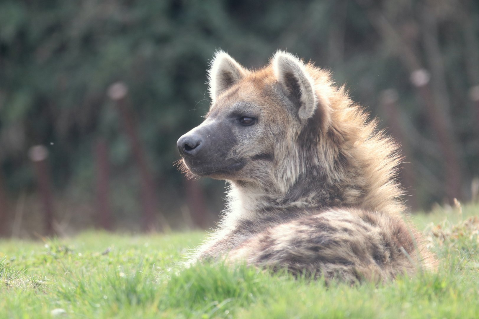Spotted hyena