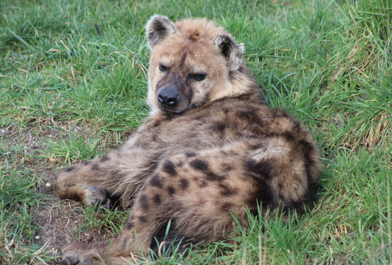 Spotted hyena