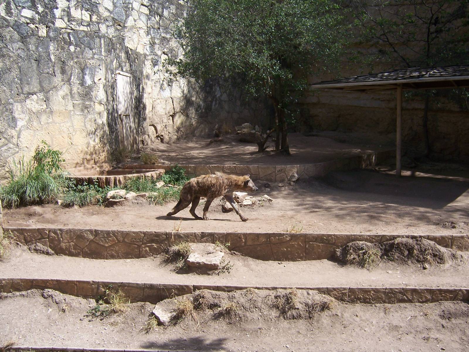 Spotted Hyena