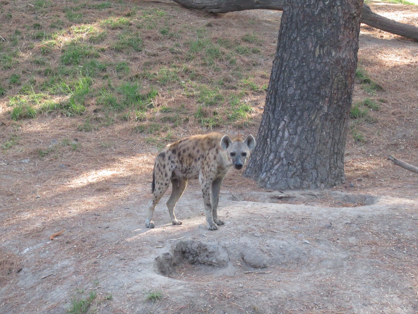Spotted hyena