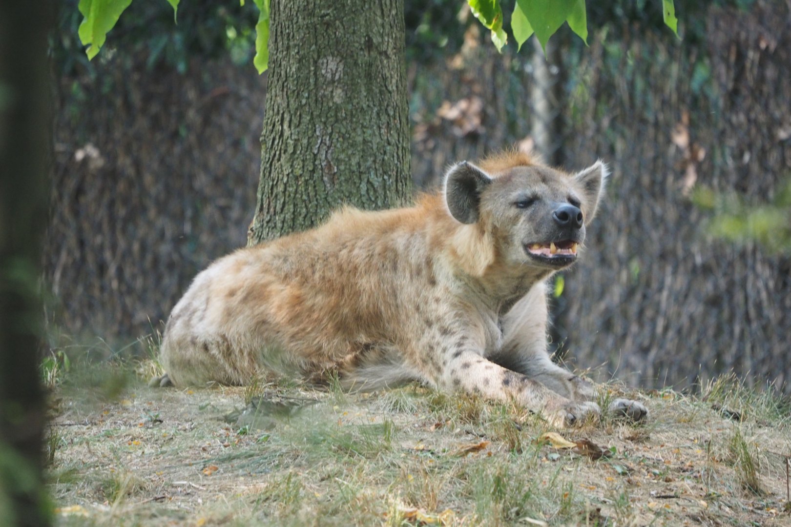 Spotted hyena
