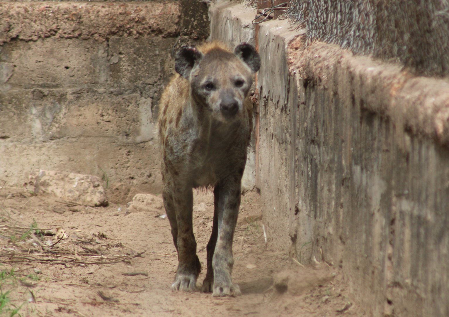 Spotted hyena