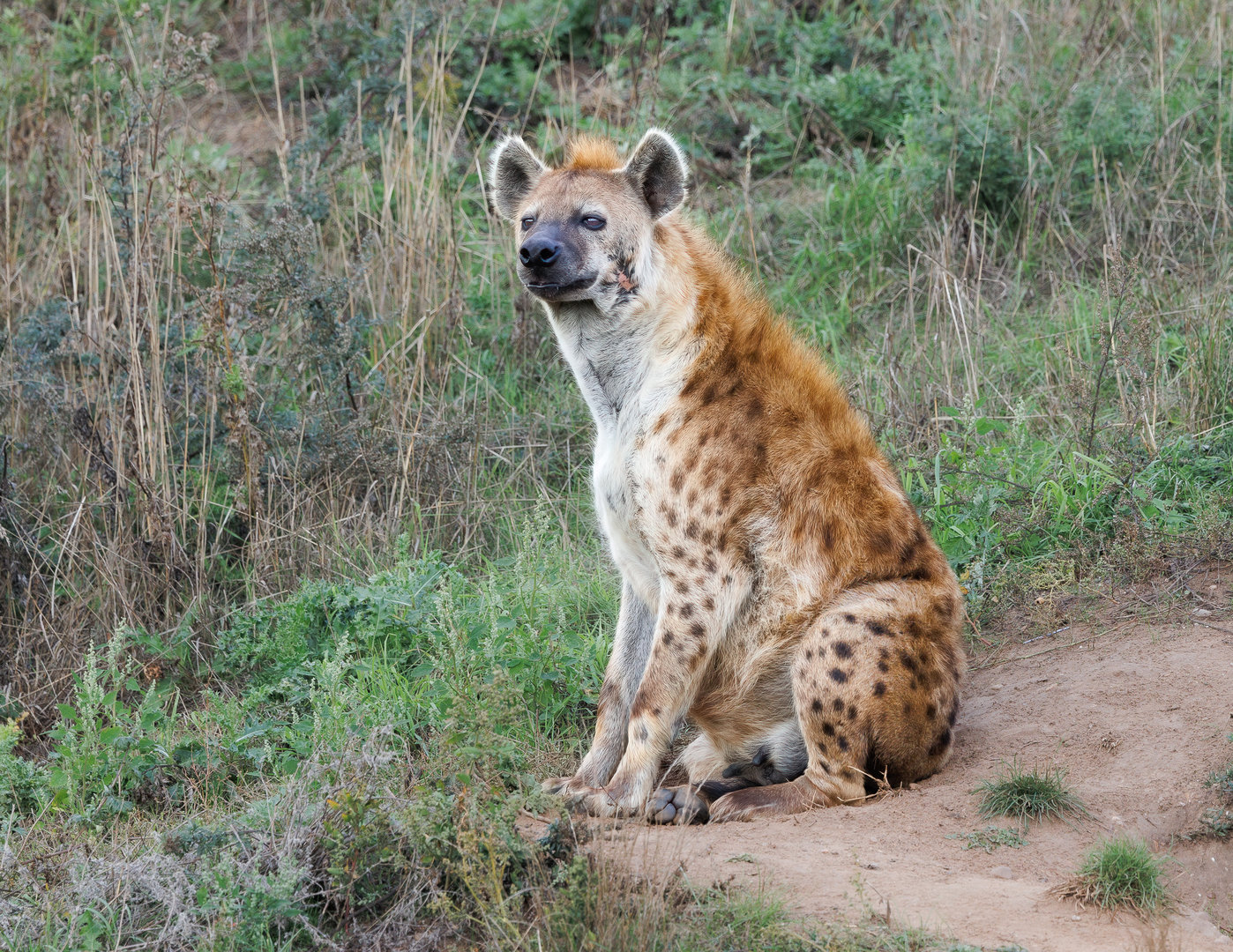 Spotted Hyena