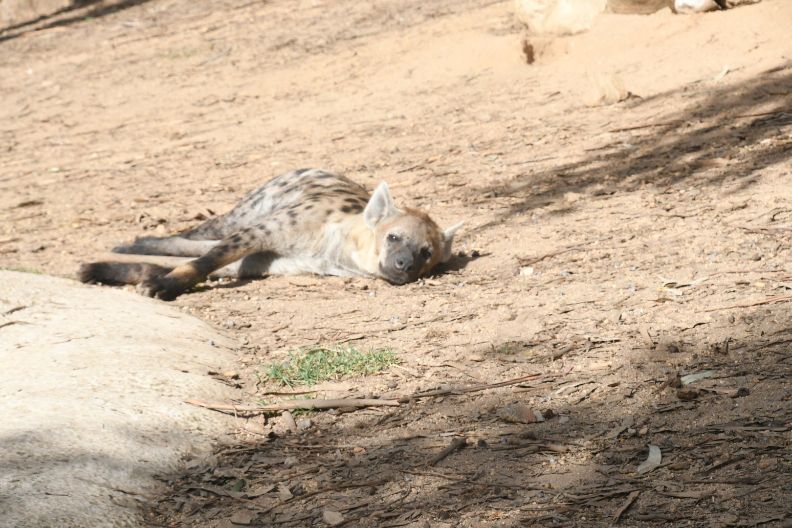 Spotted Hyena