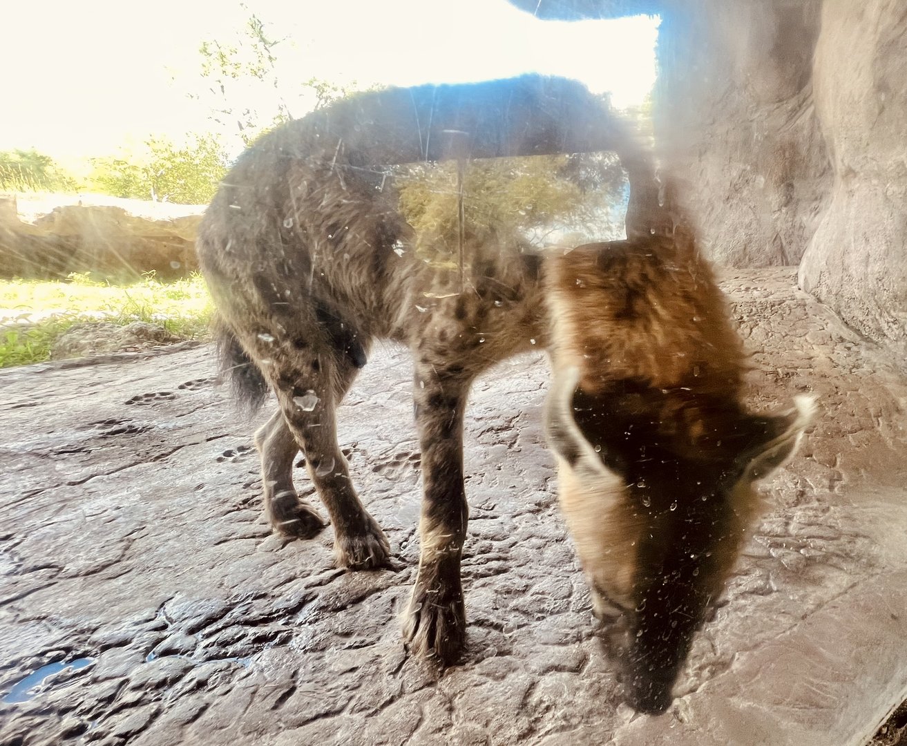 Spotted Hyena
