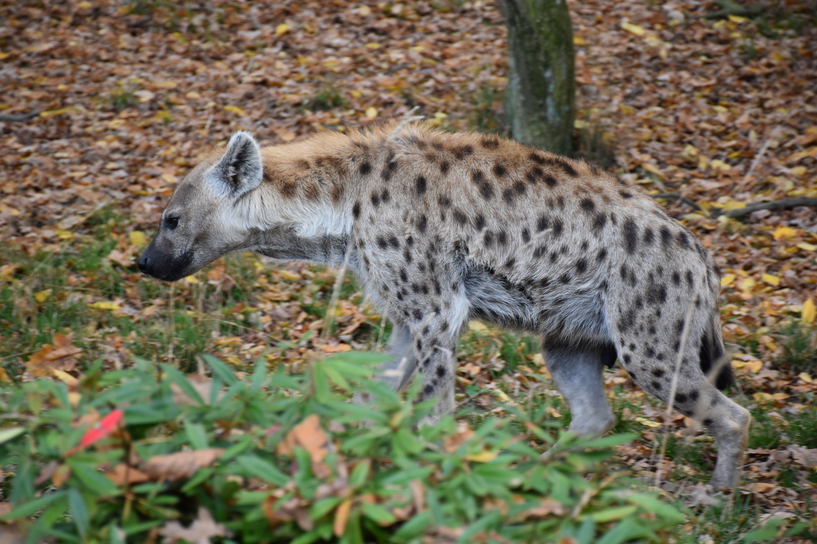Spotted hyena