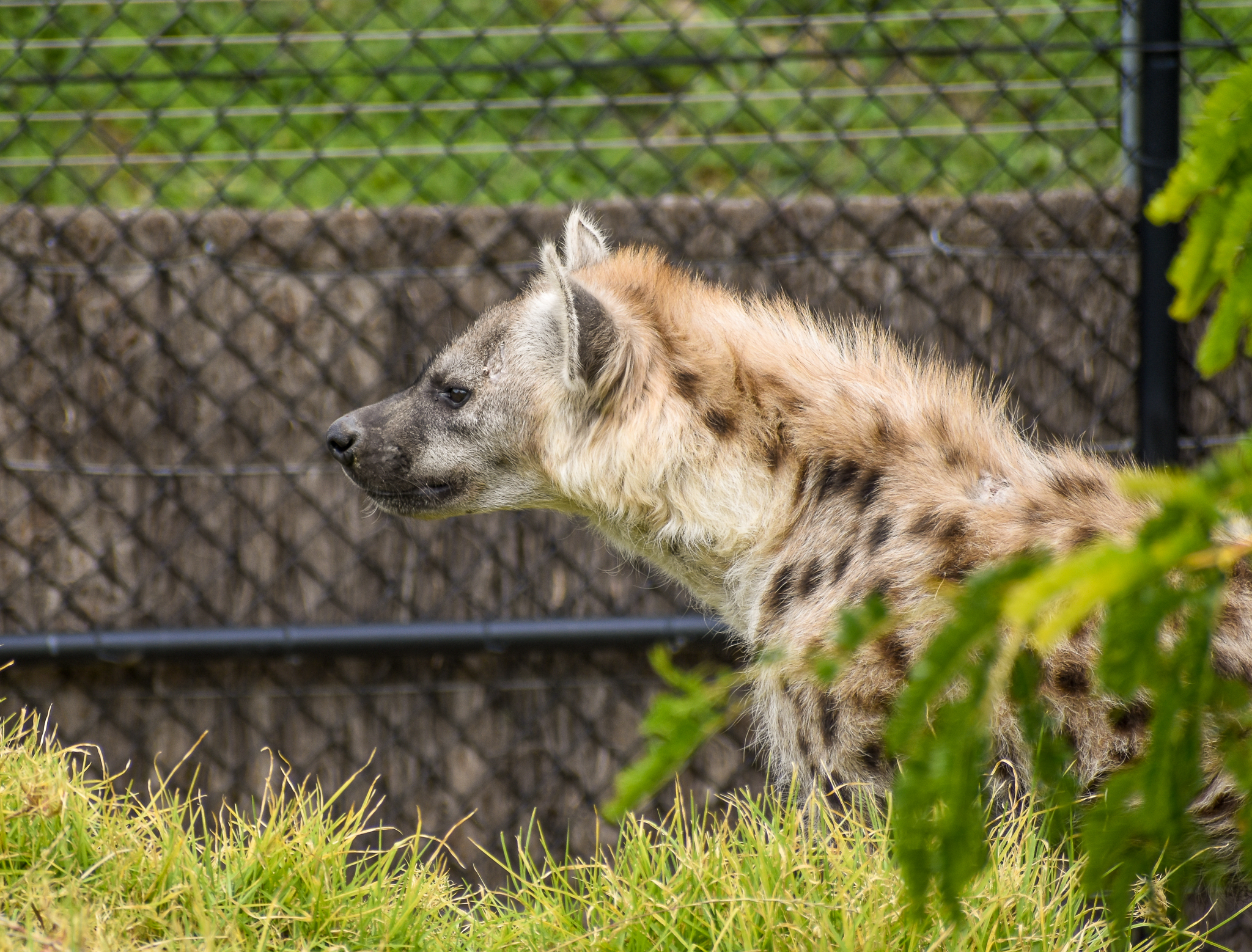 Spotted Hyena