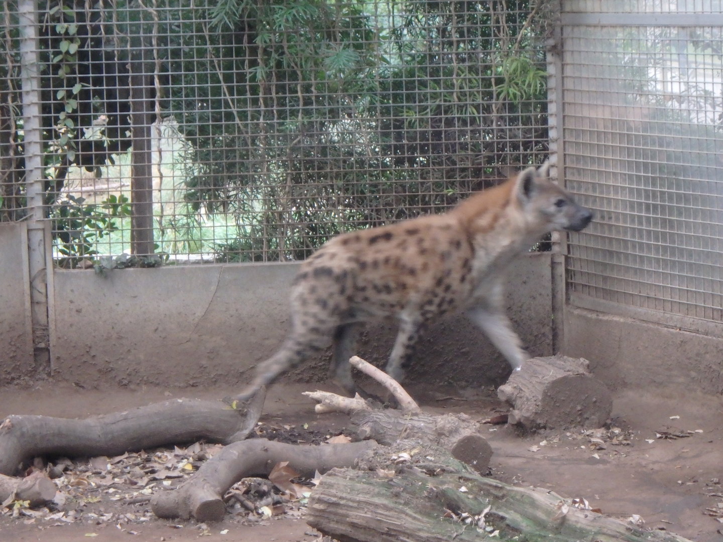 Spotted hyena