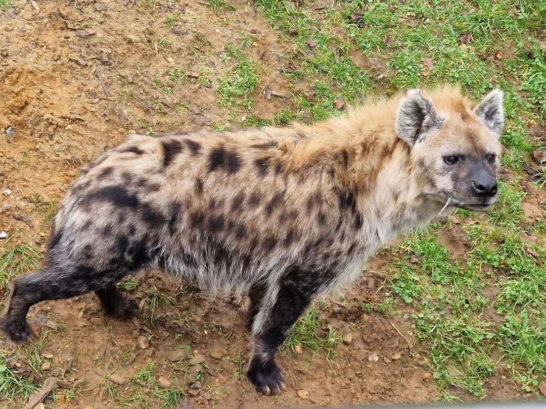 Spotted Hyena