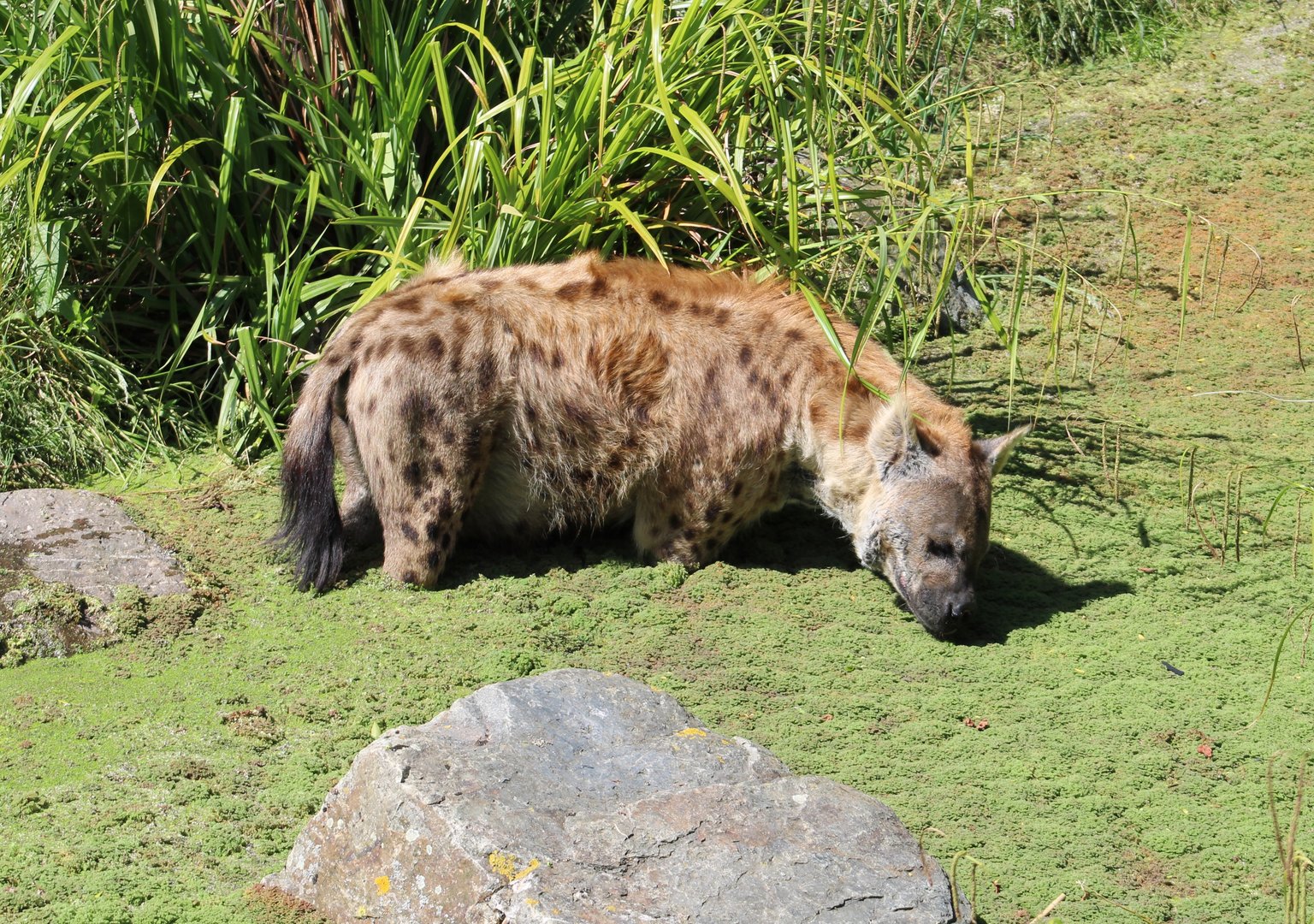 Spotted hyena