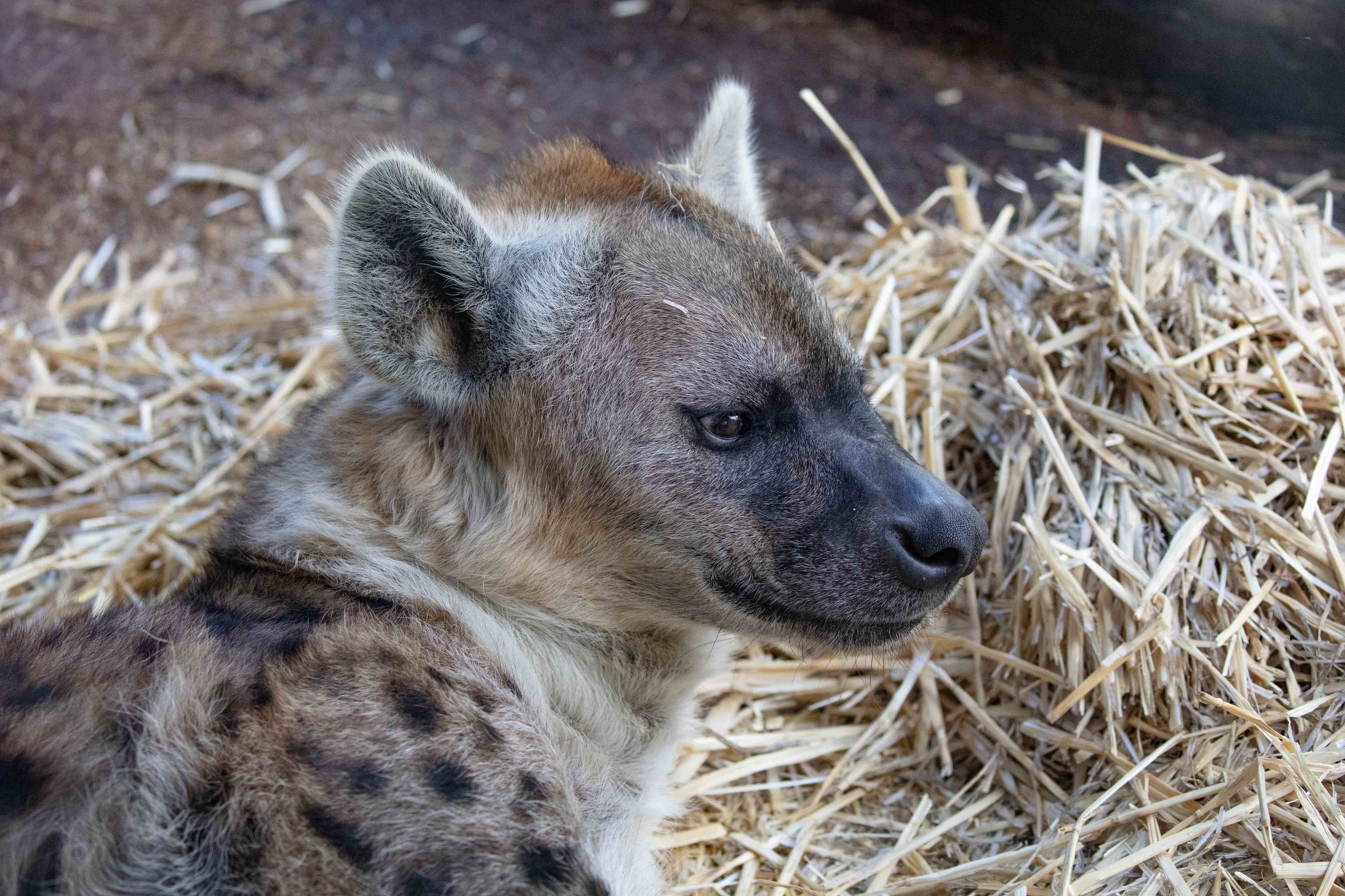 Spotted Hyena