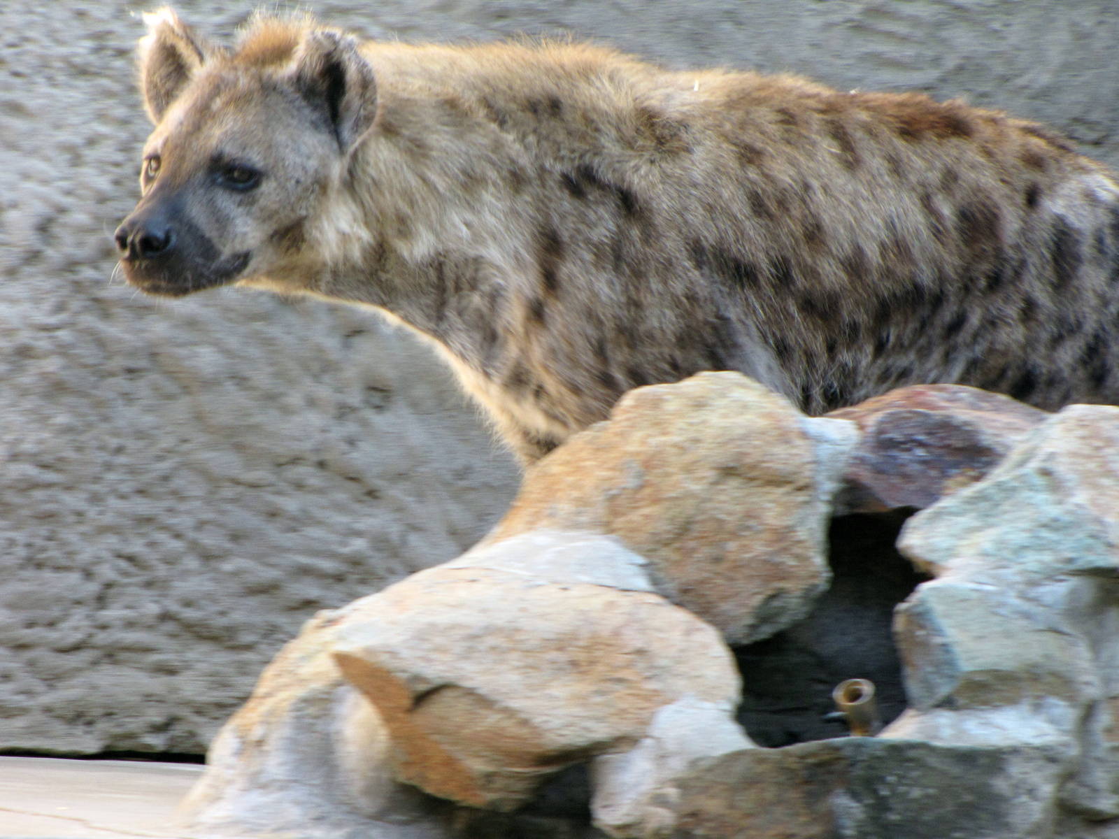 Spotted Hyena