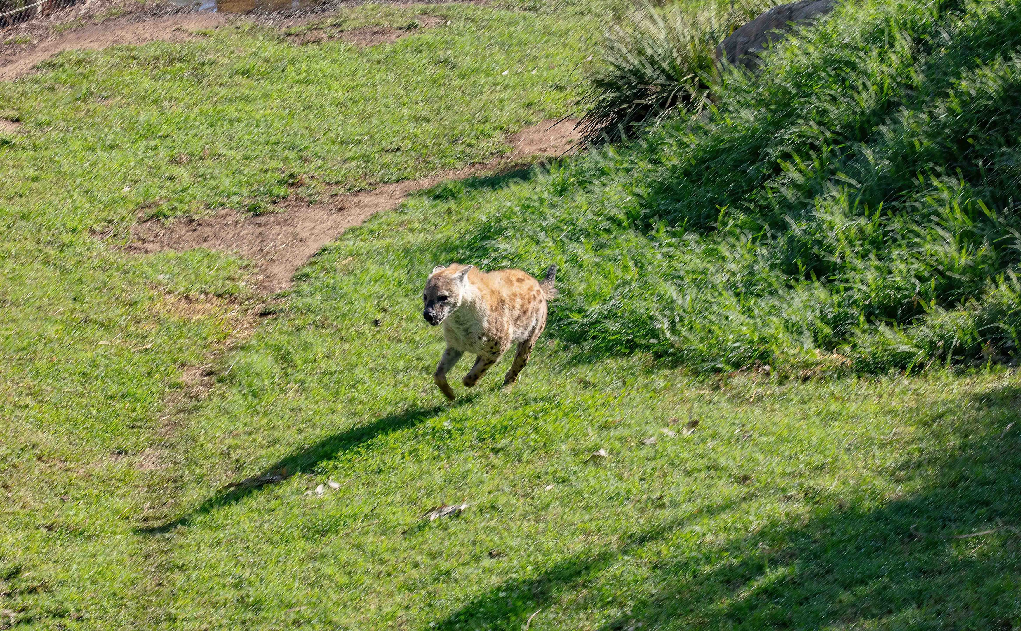 Spotted Hyena