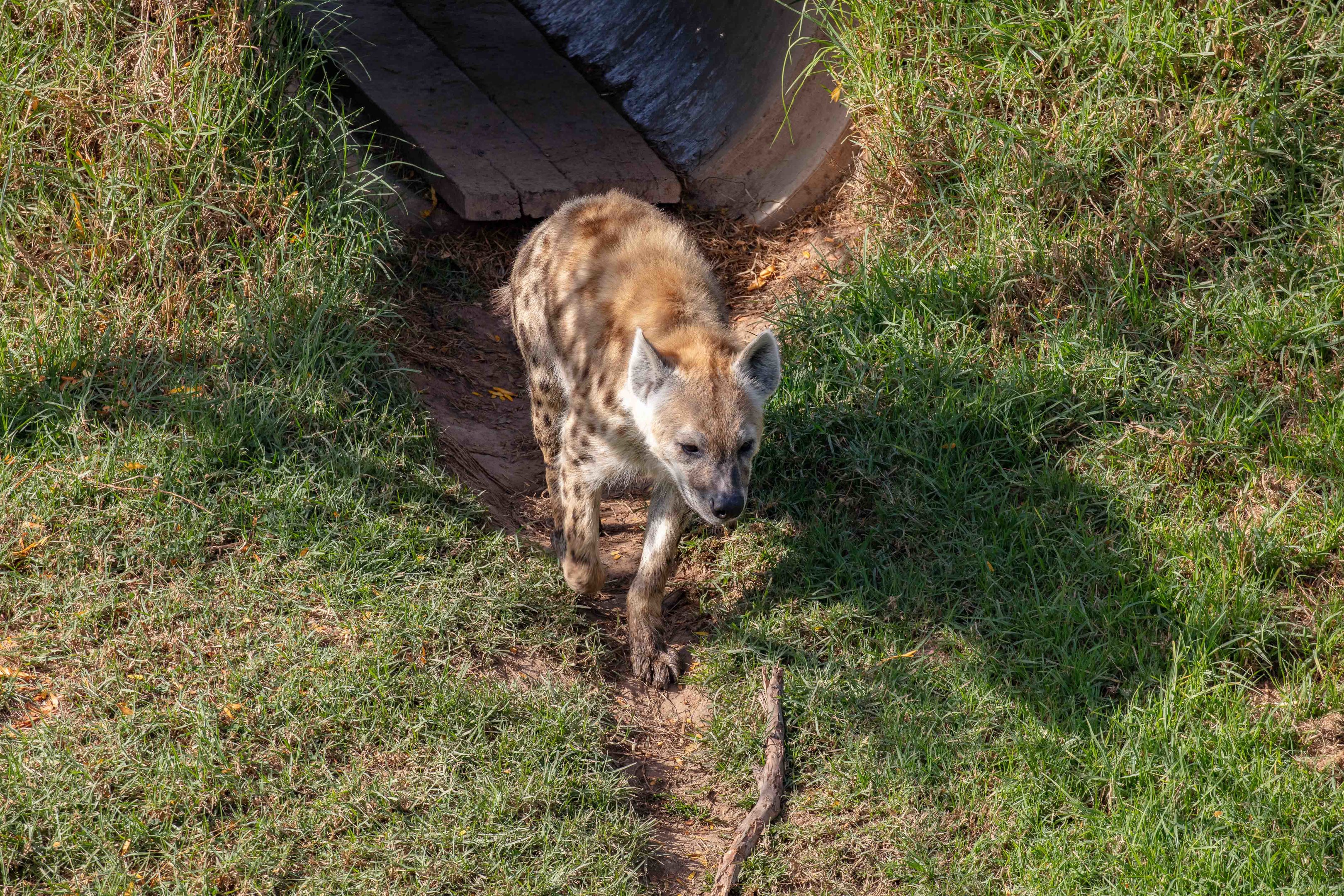 Spotted Hyena
