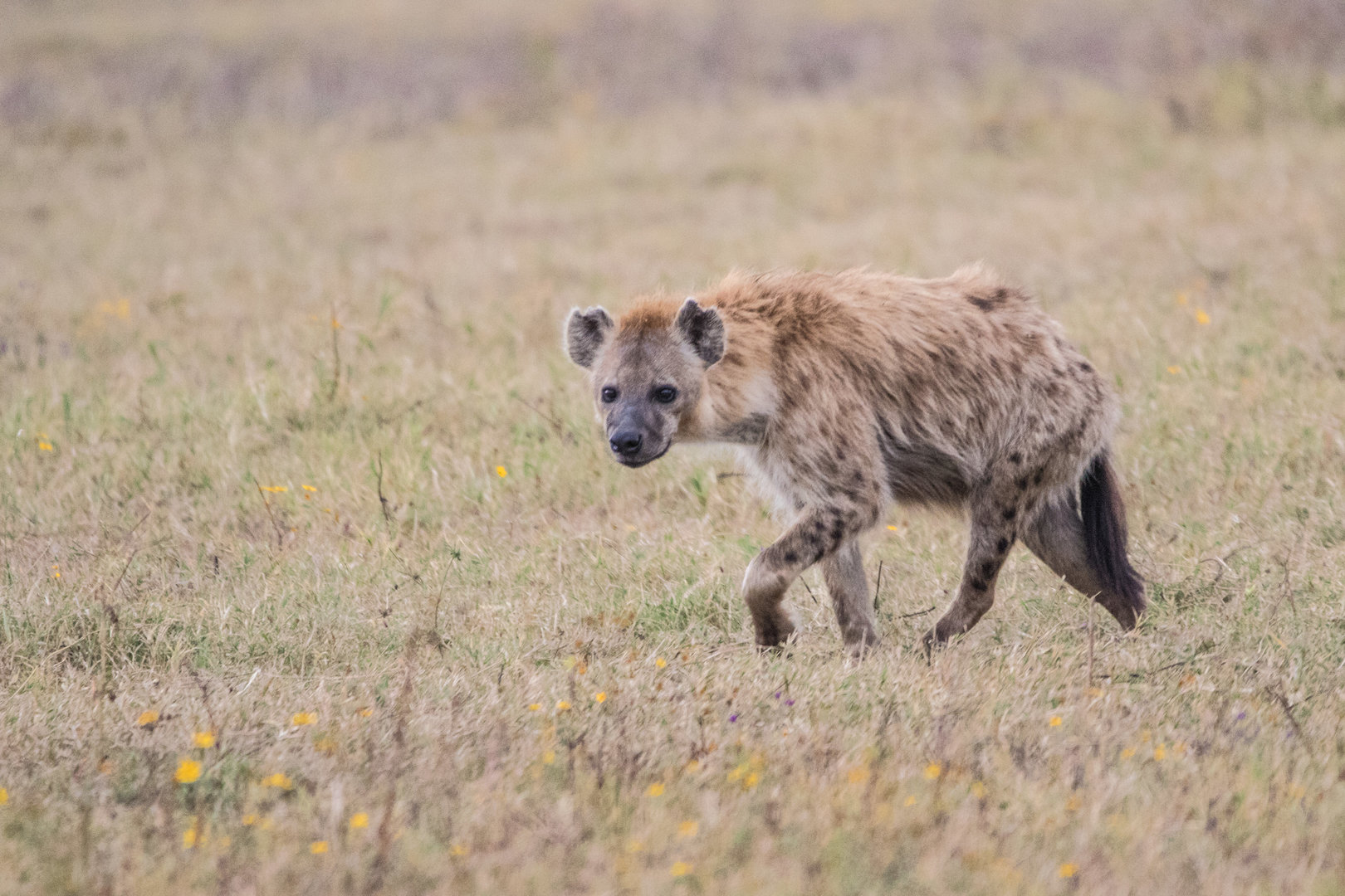 Spotted Hyena
