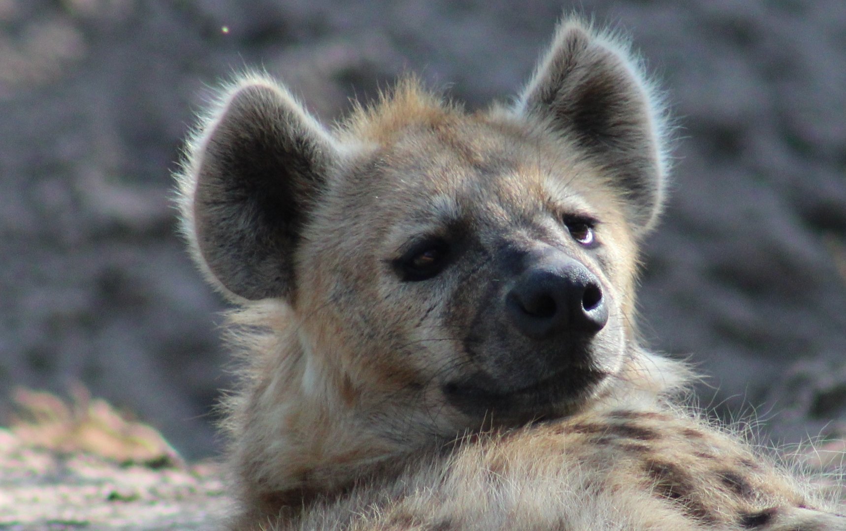 Spotted hyena