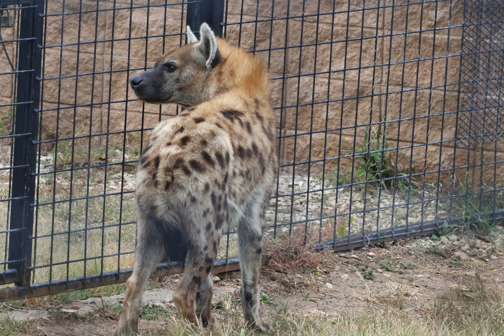 Spotted Hyena