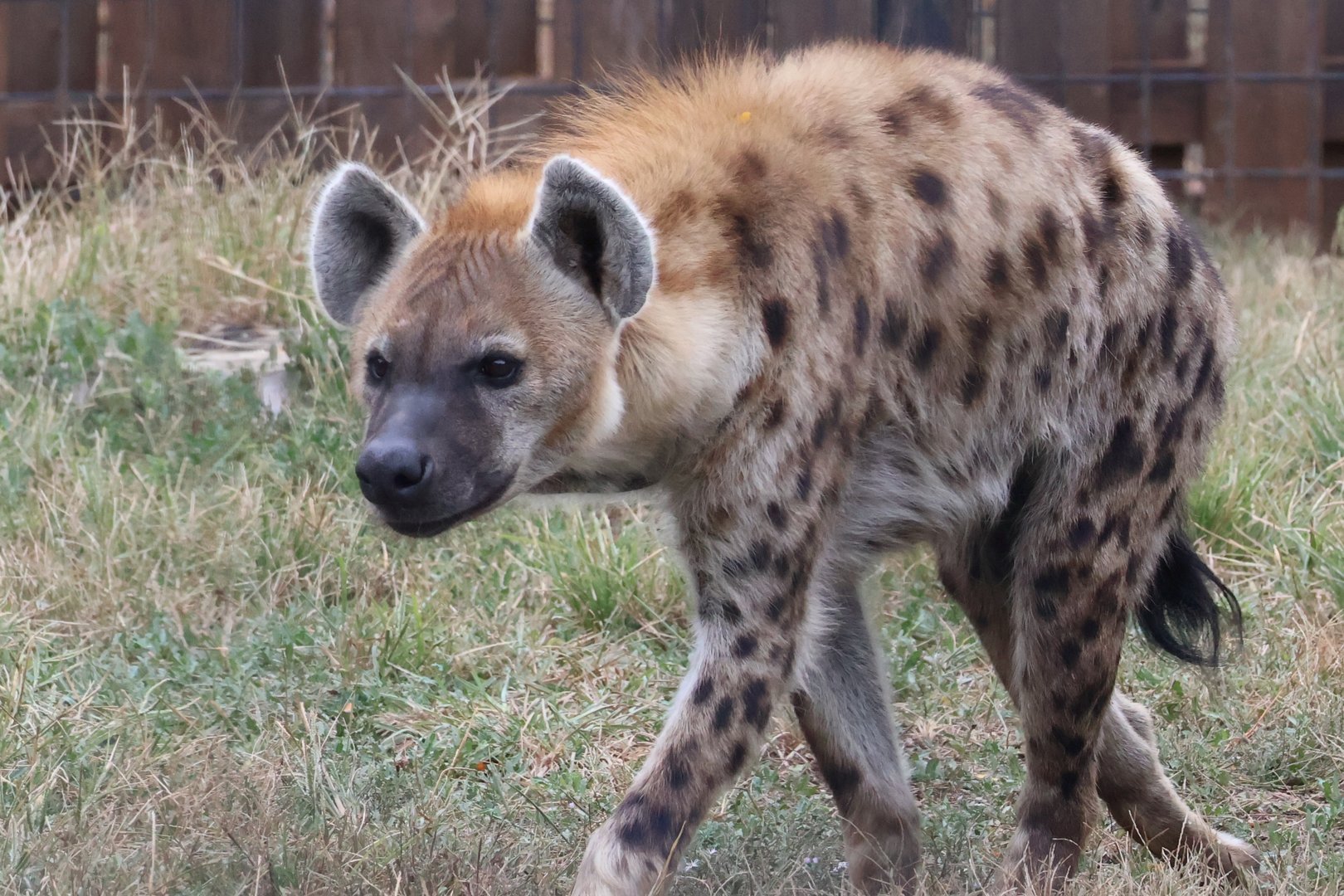 Spotted Hyena
