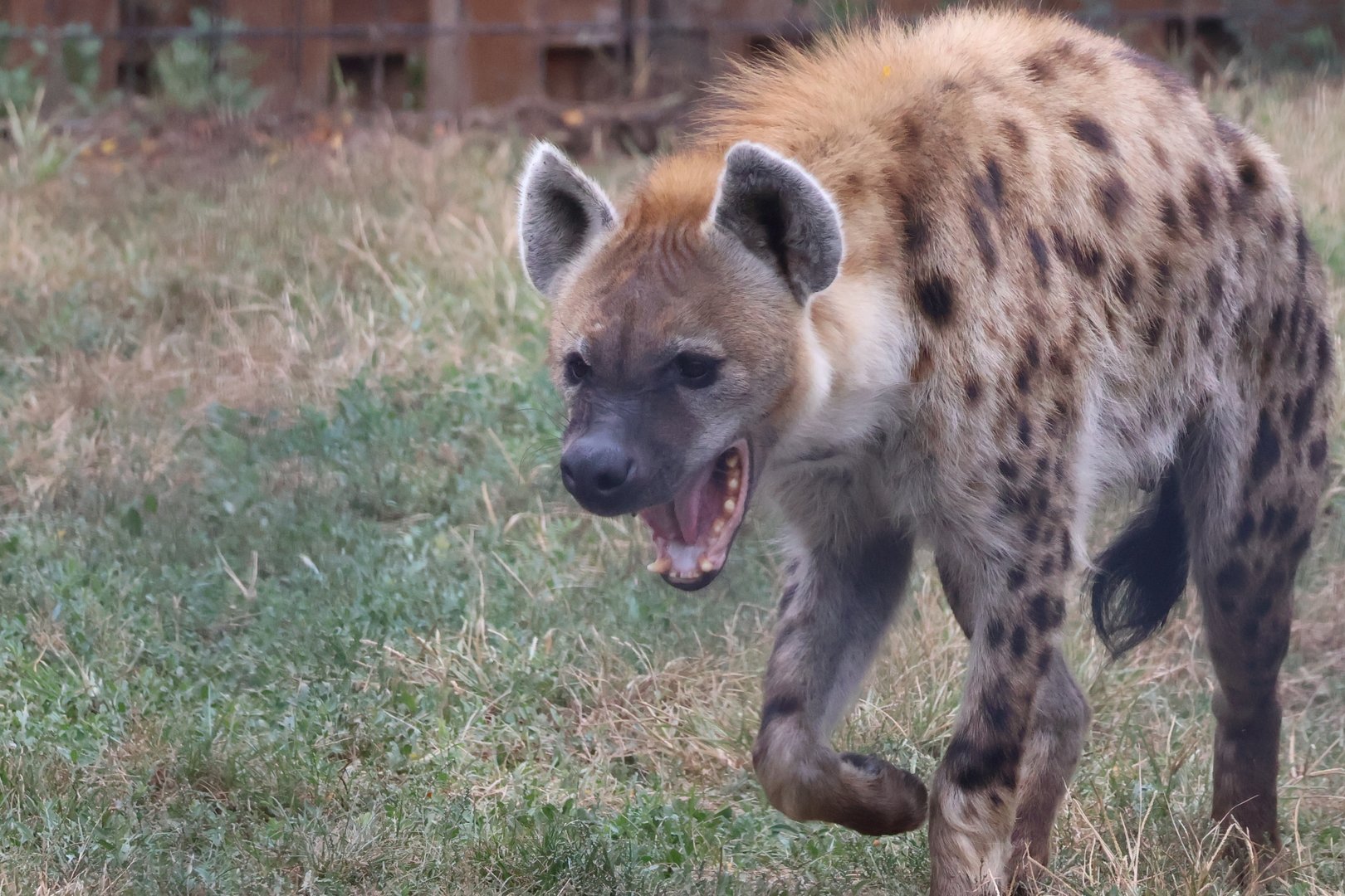 Spotted Hyena