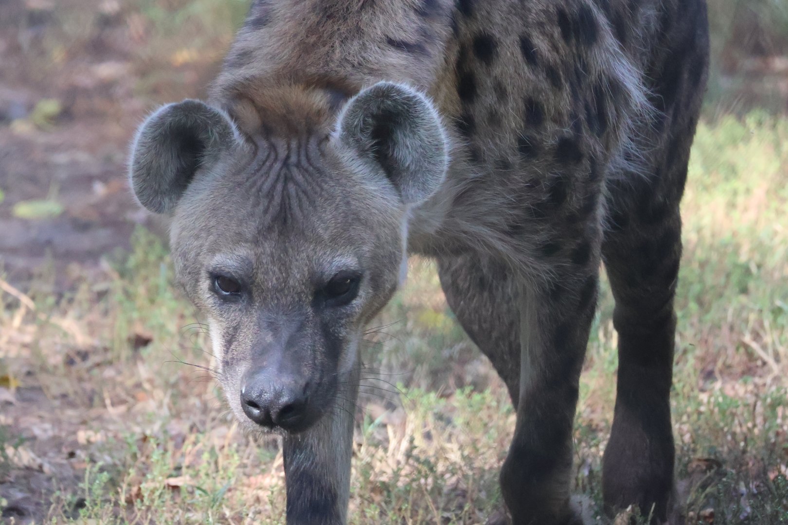 Spotted Hyena