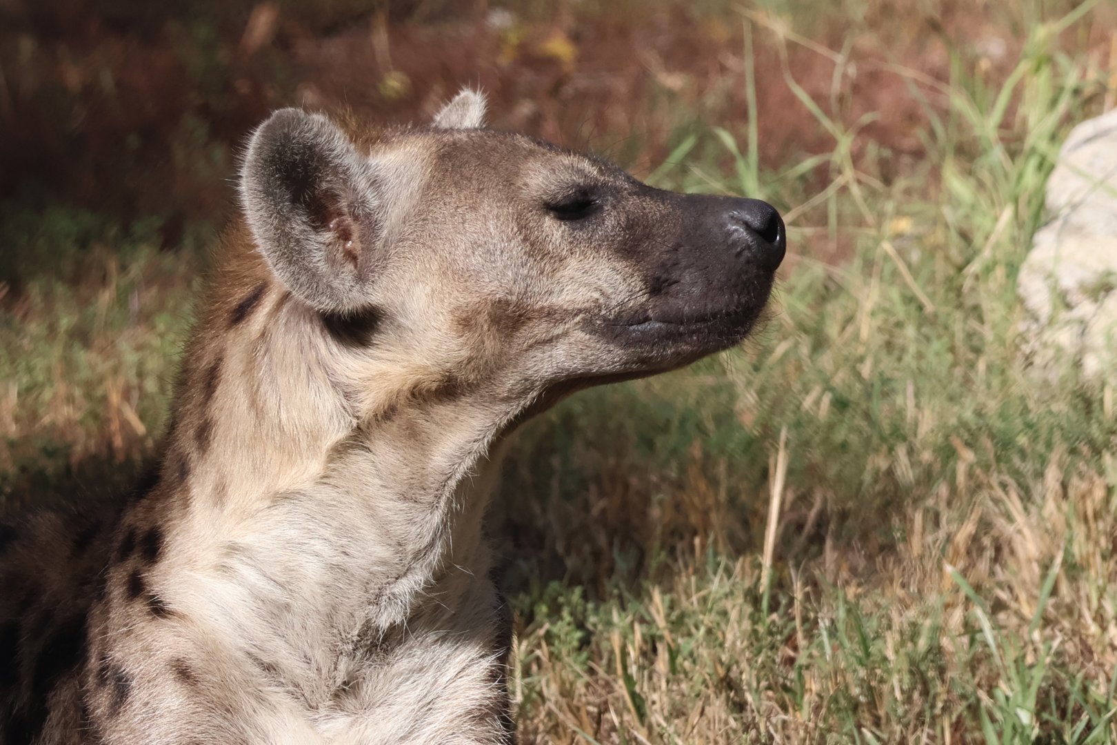 Spotted Hyena