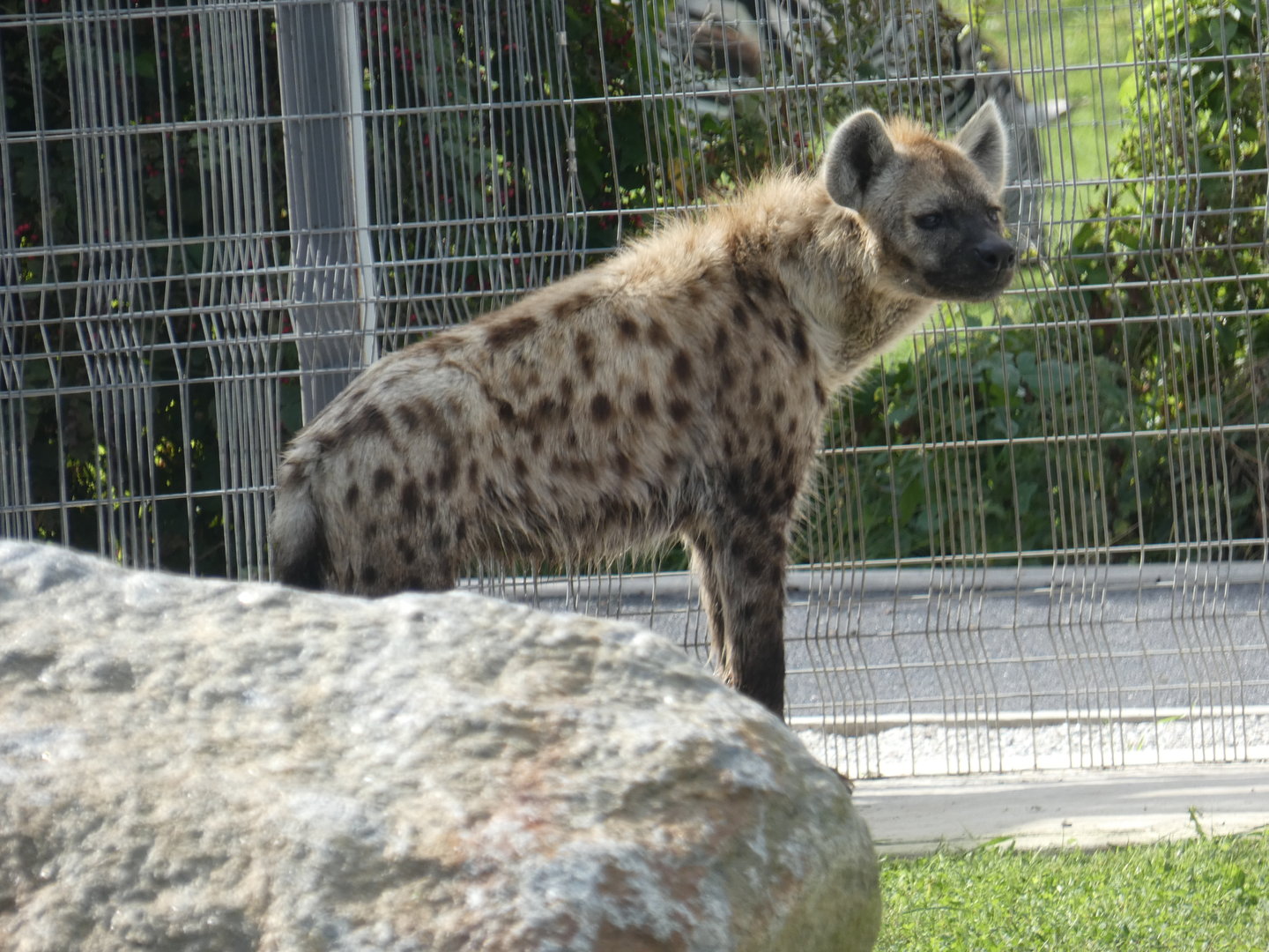 Spotted hyena