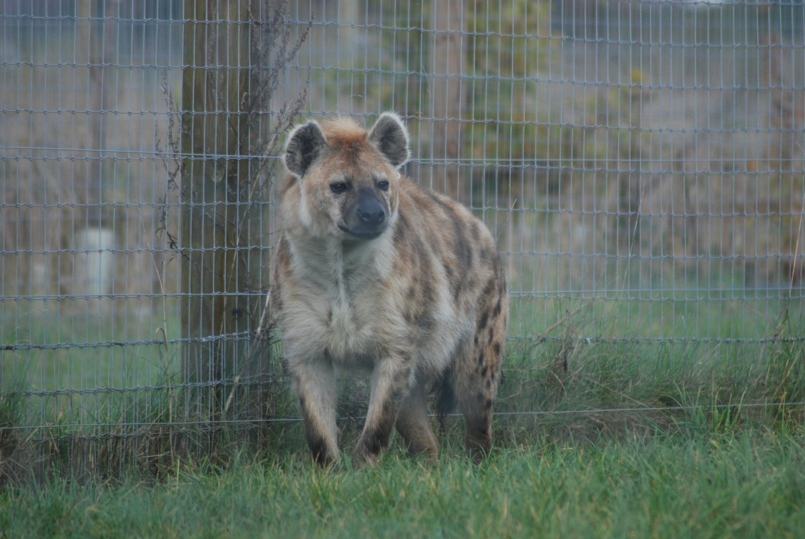 Spotted hyena
